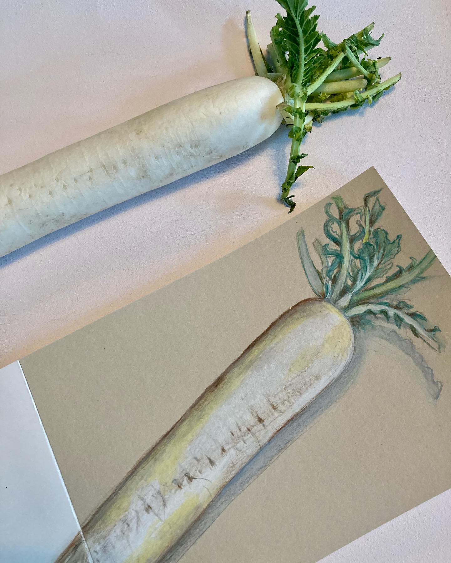 Le navet, selon la Diététique Chinoise!
Un dessin perso, ma recette préférée!
Le navet est cru, de nature fraîche, de saveur piquante et cuit de nature neutre, de saveur douce.
Comme beaucoup de légumes racines, le navet prend une saveur plus douce et sucrée lorsqu’il est cuit. Il a pour tropisme Rate/ Estomac/ Poumon/ Vessie.
On parlera ici du navet long blanc, dont le nom chinois est Lui Bo, appelé Daïkon, chez les japonais.
Toutes ses propriétés sont valables pour tous les radis et navets, rose ou noir, qui font partie de la même famille.
.
Le navet est donc plus dispersant quand il est cru et plus tonifiant cuit. Grâce à son tropisme, il aura une action sur les 3 foyers du corps, la respiration, la digestion et l’élimination par les urines.
Il harmonise l’Estomac, il dissipe la stagnation d’aliments, traite les reflux (surtout le radis rose), traite les calculs biliaires et urinaires, favorise la diurèse.
Toutefois son action la plus efficace et reconnue est sur le Poumon, pour clarifier la chaleur (surtout cru) et éliminer les mucosités. C’est le grand remède de la toux grasse.
Selon les recherches actuelles, il est peu calorique, riche surtout cru en vitamine C, en fibres, magnésium, phosphore et anti oxydants.
.
Cela confirme le proverbe chinois qui dit: « Qui mange un navet, gagné une année ».
.
Ma recette préférée qui me vient de @frgaudry: La poitrine de porc à la japonaise (aux navets).
.
#navet #navets #bienfaits #bienfaitsanté #bienfaitsdesaliments #alicament #radis #daikon #luobo #dietetiquechinoise #mtc #madreperlamtc