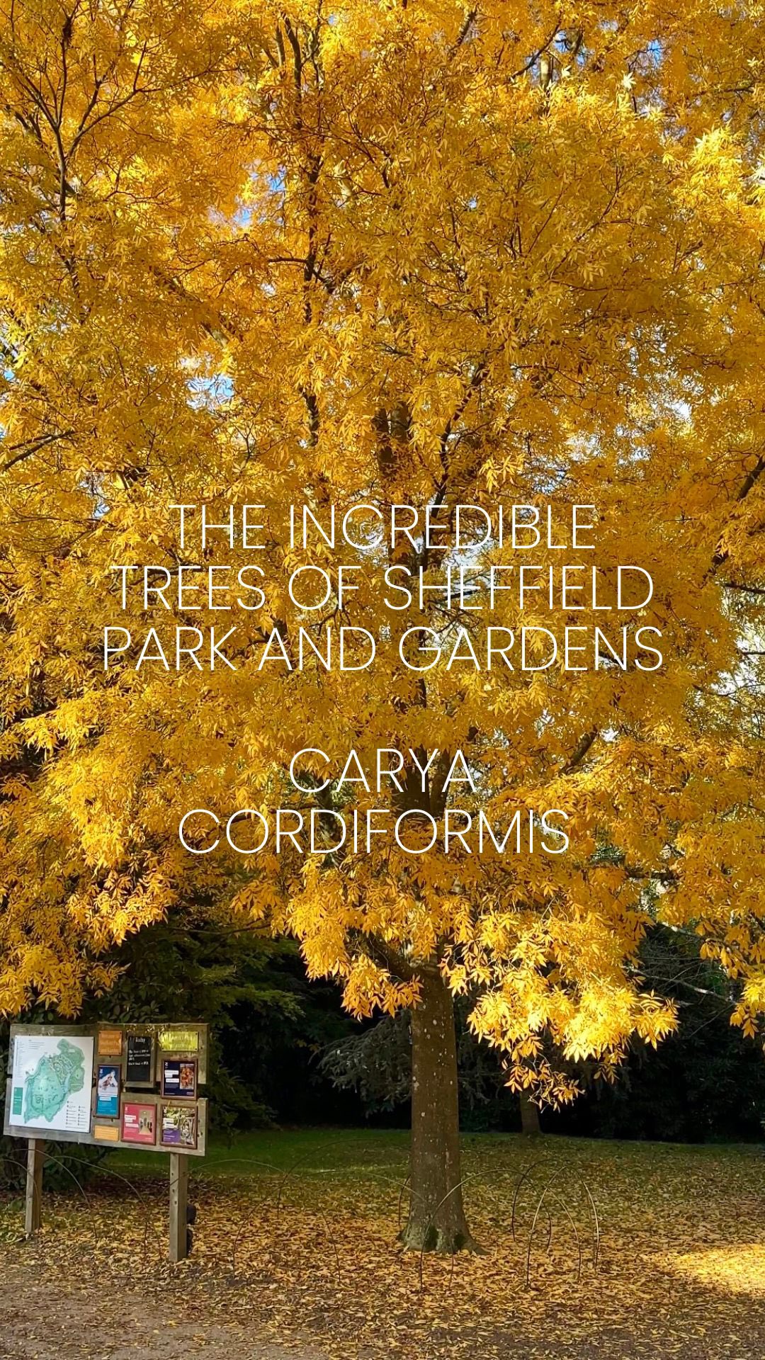 At Sheffield Park and Garden, there’s one tree that always lets us know autumn has officially arrived—the stunning Bitternut Hickory AKA Carya cordiformis.
Its bright golden leaves are the first to turn, stealing the show and setting the stage for the season’s gorgeous display.
Why this tree is special:
-Adaptable & resilient: The Bitternut Hickory thrives in a variety of soil types, even in the face of changing weather patterns.
-Seasonal charm: Its vibrant yellow foliage is a showstopper, making it a favourite for visitors seeking that perfect autumn view.
-Wildlife magnet: With its unique nuts, this tree quietly supports the local wildlife, blending beauty with purpose.
Autumn colour at Sheffield Park has now exploded, so if you can visit now is a very good time 🍁🍂🍁🍂
We still have a few more trees to go so check back to see what we’ll be chatting about next!
⸻
ABOUT: Joe Perkins Design is a multi-award-winning landscape design consultancy, creating innovative outdoor spaces that celebrate the environment, wildlife, and biodiversity. Working across the UK and internationally, we partner with clients who share our passion for sustainable and visionary design. Discover more about our work at: www.joeperkinsdesign.com