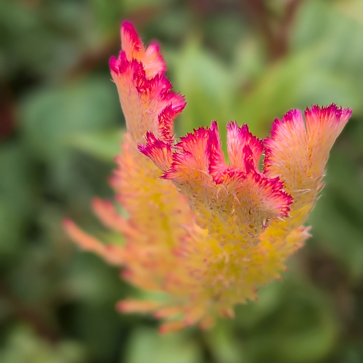 I came back from visiting family in Hawaii to find vibrant coral growing in my own garden. 😍
#celosia #gigharborflowers #gigharborflorist #gigharbormoms #floretseeds #tacomaflorist