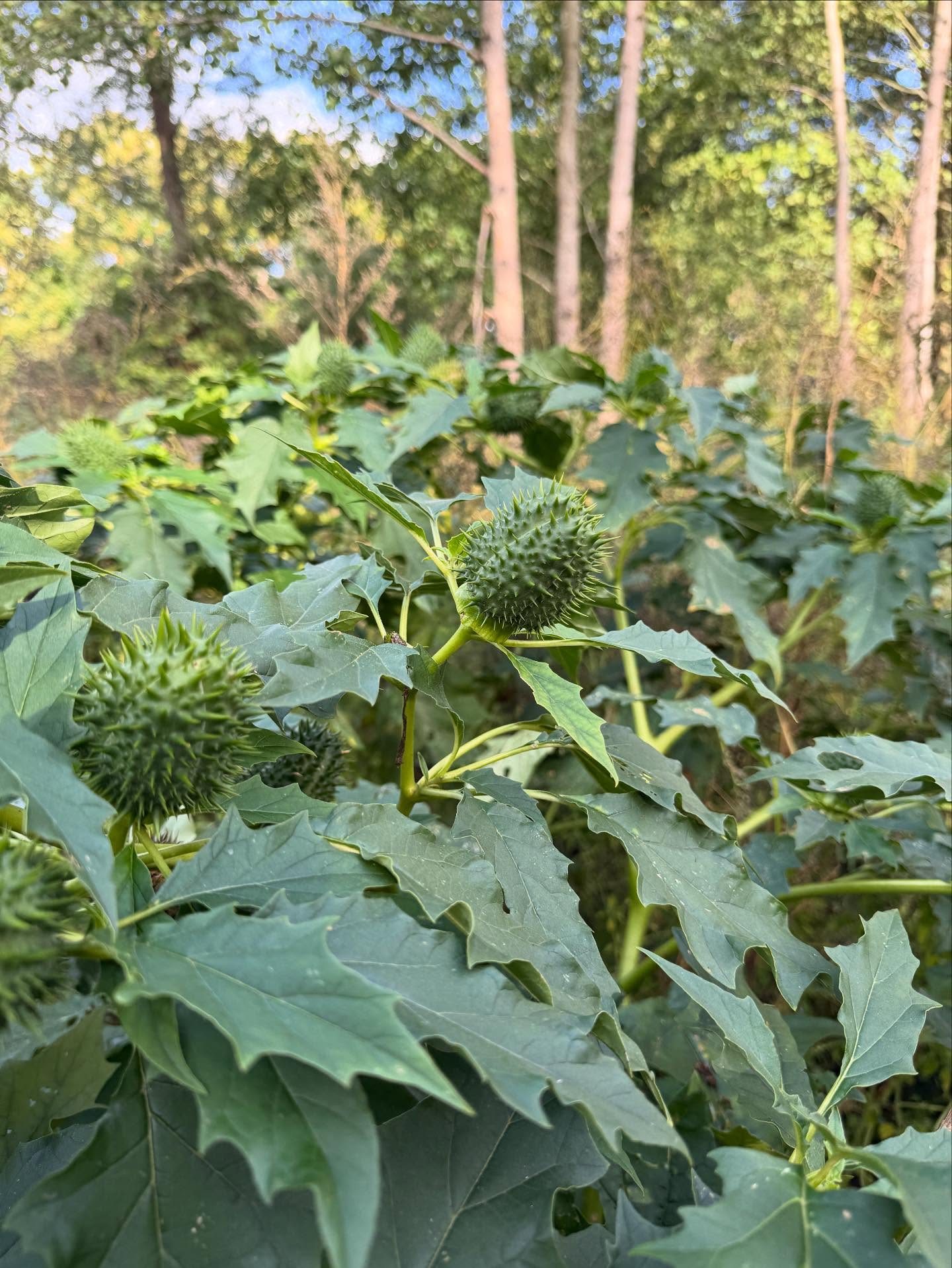 👻🎃As it's almost Halloween, lets talk about poisons 👻☠️🧪
This attractive plant has cropped up in my local countryside - Datura stramonium, commonly known as thorn apple or jimsonweed - I don't recommend eating this apple as it could be lethal ☠️
It contains tropane alkaloids like atropine that depress the parasympathetic nervous system. The therapeutic window is very small and therefore it comes under schedule 20 restrictions. It's not a medicine that I personally use in clinic, but I am in awe of it.
Where would we be without anaesthetic?
Once derived from plants like Datura, the alkaloids atropine and hyoscine have evolved from ancient poisons to essential modern anaesthetic drugs, used to reduce secretions, prevent reflexes and steady the body during surgery.
It was used by ancient civilizations to enter altered states of consciousness in ceremony. However not to be messed with this plant can lead you deliriously to death! ☠️
A little reminder of the power of plant chemistry 🌿👩🔬🧪💚 and why it's always better to work the a trained herbalist.