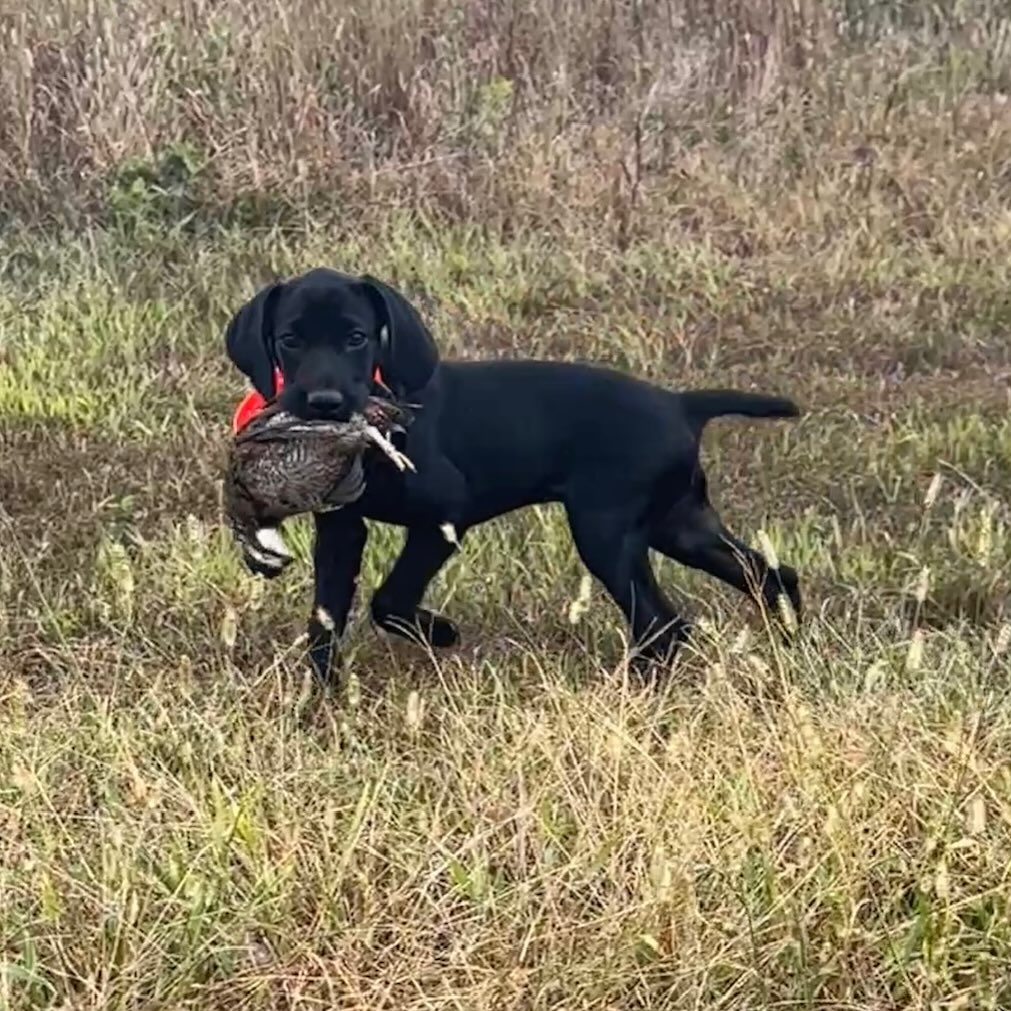 Officially in ‘big kid’ training.
.
.
.
#schillingsgundogs #schillingsgundogstraining #sgdtraining
#uplanddogtraining #uplanddogtrainer
#gundogtraining #gundog #birddogtraining #birddog #sgdlitter_katch