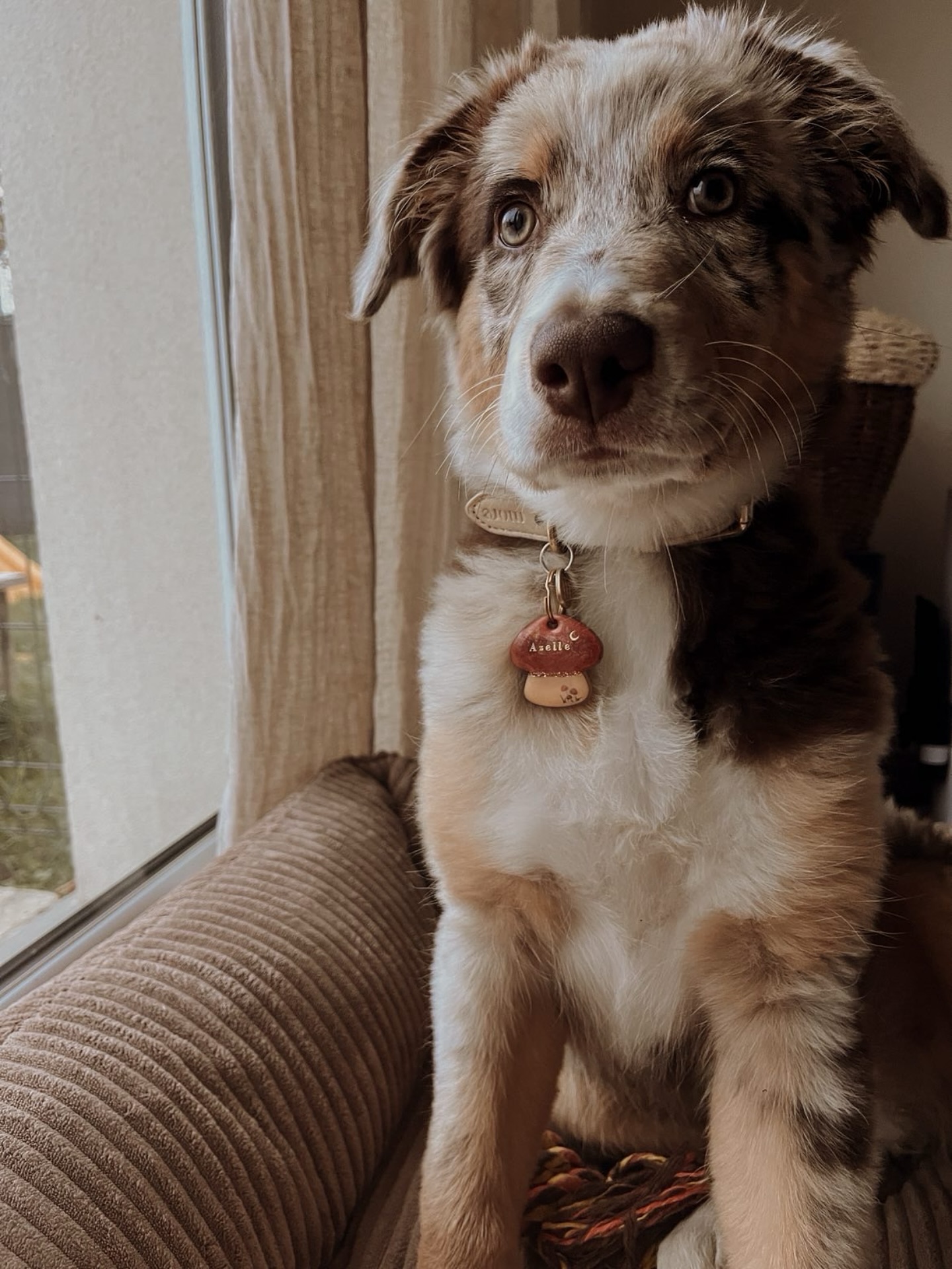 ✨ Pas besoin d’aller en forêt, j’ai déjà trouvé mon plus beau champignon 🍄🟫 🙈
Pssst, la collection Noël x Hiver se prépare à l’atelier… restez connectés 👀
#champignon #medaillechien #medailleenresine #resinart #resinuv #resin #resinmolds