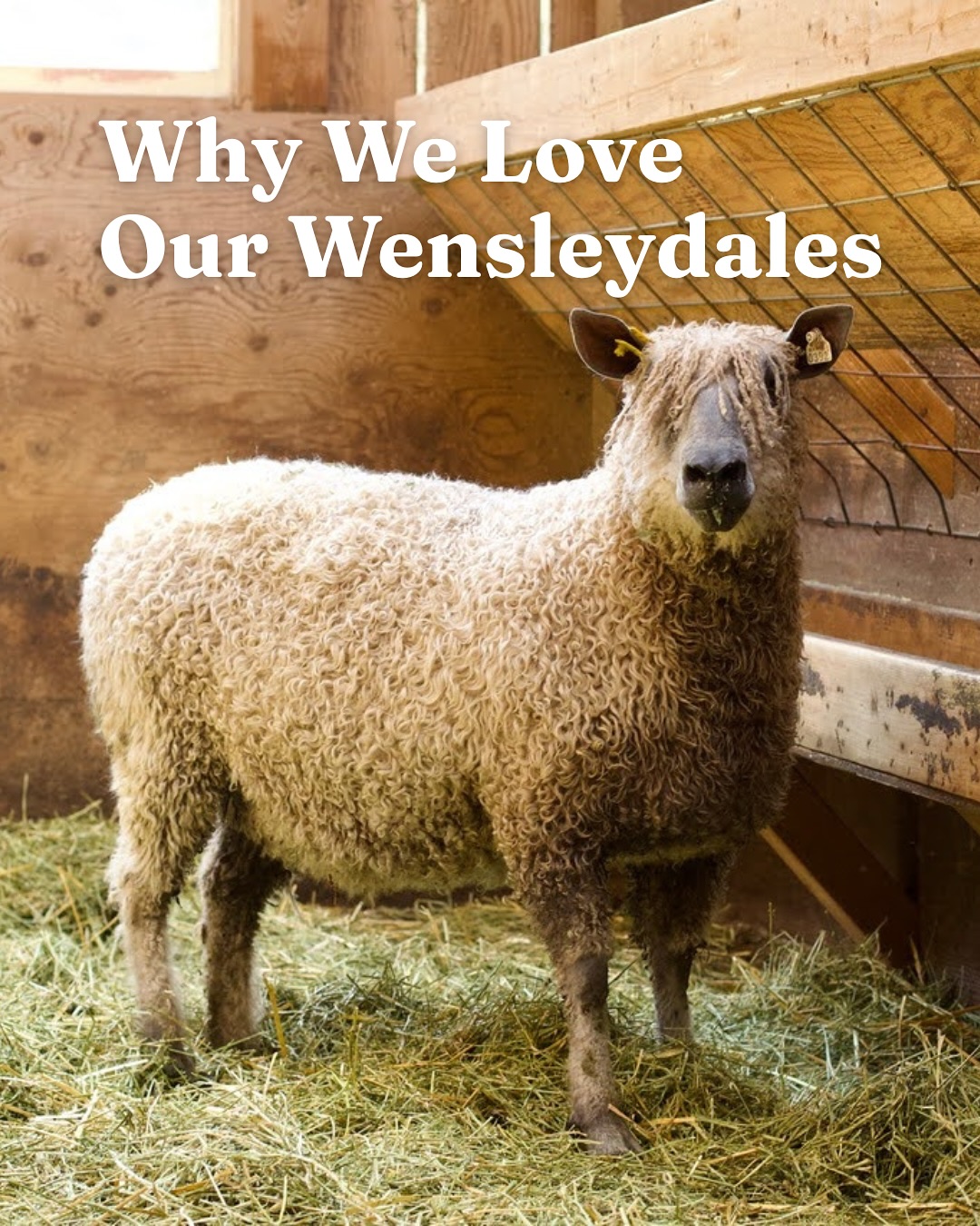 Wensleydales are at the Heart of Wild Rose Farm ❤️
Did you know Wild Rose Farm started out as a Wensleydale Sheep Farm? 🐑
We love our Wensleydales and we now have AMAZING 98% genetics! 🧬 If we could say one thing: Do not underestimate the incredible beauty and durability of this true heritage breed. They produce the most beautiful and lustrous fleeces found in England and North America.
If you’ve been dreaming about Wensleydales in your pasture, we’d be happy to help you get started with our Registered Breeding Stock and carefully selected Starter Flocks 🐑
🔗Visit our website to inquire:
www.wildrosefarmwhidbey.com
#wensleydale #sheepfarming #sheepfarm #sheep #wool #fiber #sustainable #heritagebreed #primaryproducing #breedingstock #starterflock #nawsa #sheep #lambing #flock #pastureraised #livestock #whidbeyisland #smallfarm #farmlife #sheepsheep