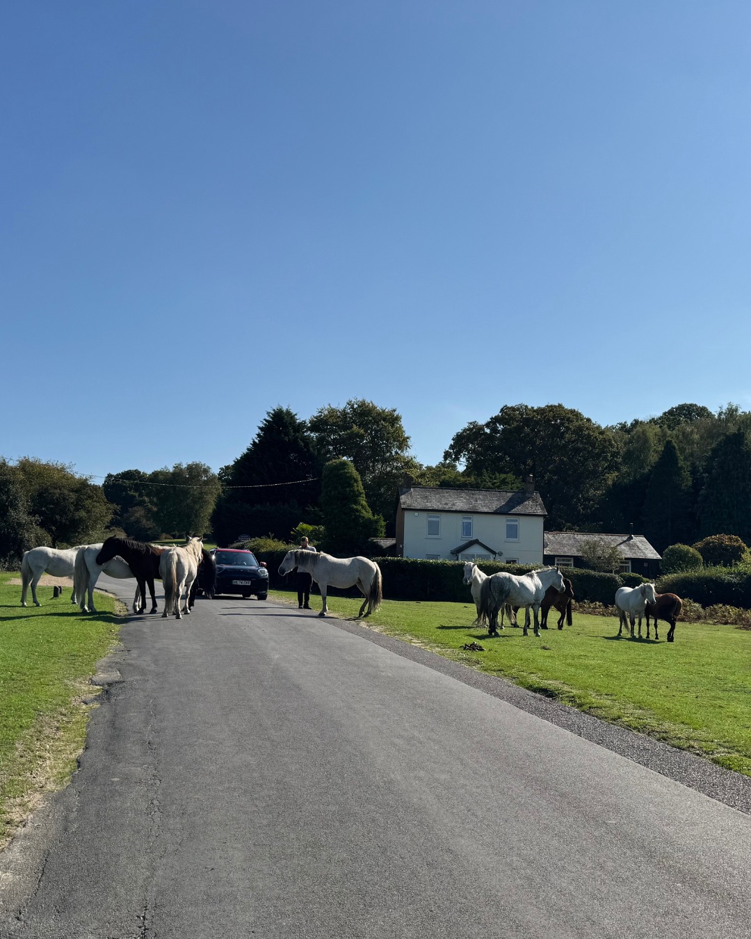 Classic New Forest moment 🐴🚗 The ponies decided to block the road for a while… but you’ll be pleased to know they all moved along safely! 🌲✨ #NewForestPonies #OnlyInTheNewForest #RedShootCamping