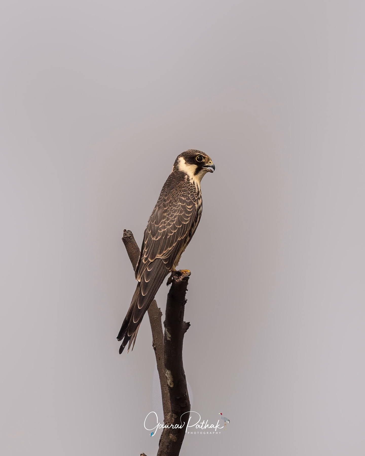Eurasian Hobby (Falco subbuteo) – Perched high on a bare branch, this sleek little falcon was every bit the picture of composure. The setting, though, wasn’t perfect—too many branches and twigs crisscrossing the frame, stealing from the simplicity of the shot. A bit of Adobe Photoshop magic helped clean it up, letting the bird’s poise and detail shine through.
Editing like this is always a balancing act—how far is too far? For me, it’s about preserving the essence of the moment while giving it the clarity it deserves. In the end, it’s a deeply personal choice, one that sits squarely with the artist behind the lens. What’s your take—where do you draw the line?
.
Location - Gurgaon
Shot on Canon R5
Canon RF600mm F4 L IS USM
ISO 320
f/5.6
1/2500s
.
#canonrf600mmf4 #animalplanet #kings_birds #bbcearth #birdphotographers_of_india #bbcwildlifepotd #best_birds_of_ig #birds_captures #bestbirdshots #bird_brilliance #birds_adored #canonasia #canonedge
#capturedoncanon #birds_nature #discoverychannel #discoverychannelindia #earthcapture #canwithcanon #photoscapeofthemonth #morebirdpics #natgeoindia #natgeoyourshot #nature_brillance #ssptalenthunt #nuts_about_birds #planetbirds #raw_birds #your_best_birds #yourshotphotographer