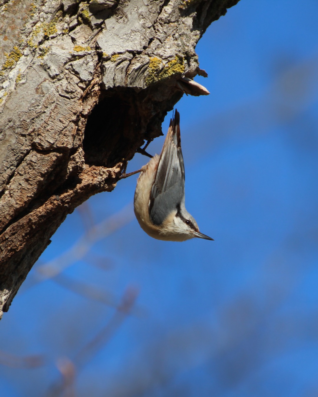 🌿 A l’Alberg La Parreta comptem amb un observatori d’aus.
Un espai per mirar amb calma, escoltar i aprendre a valorar la biodiversitat que ens envolta.
📍 Vine a viure l’experiència de conèixer exemplars com aquest.
//
🌿 En el Albergue La Parreta contamos con un observatorio de aves.
Un espacio para mirar con calma, escuchar y aprender a valorar la biodiversidad que nos rodea.
📍 Ven a vivir la experiencia de conocer ejemplares como éste.
👉 www.laparreta.com
#AlbergueLaParreta #ObservatorioDeAves #EducaciónAmbiental #ElsPorts