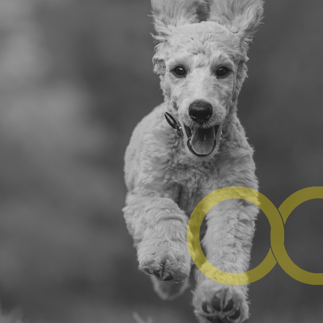 “Chi ci ha amato senza parole… merita un addio pieno d’anima. 🕊️💛”
Servizio di cremazione per animali domestici, con rispetto e amore.
Scrivici in privato se desideri ricevere informazioni o semplicemente condividere un ricordo.
Saremo accanto a te, con discrezione e cuore.
📍 Roma
#cremazioneanimali #amoreeterno #amiciziainfinita #ricordoconamore #organizzazionecattolica #roma #servizifunebrianimali #addioamicomio #persempreconnoi #amoreincondizionato