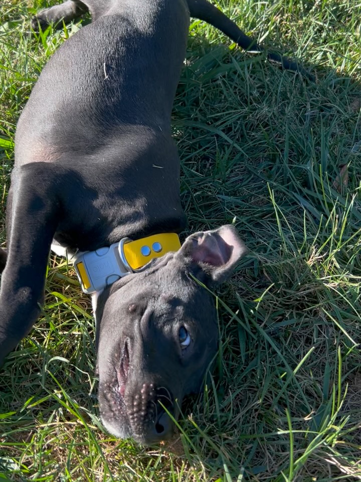 Meet Wednesday
This 6-month-old Lab/Pit mix is as sweet as they come. She loves dogs, cats, and every person she meets.
We just got her in at Stella’s with a broken leg, but she’s already having the best time playing with Alf and soaking up all the love. She’s hoping to find her forever home, someone who will be there to cheer her on as she heads into her next chapter.
She has a second vet consultation next week to determine if she’ll need surgery or an amputation. Either way, this brave girl deserves a happy, pain-free future, and you can help make that happen.
Donate toward her surgery at stellasrescue.org.
She would also love a foster or forever home filled with comfort and care.
DM us for more info or to learn how you can help Wednesday! :)
