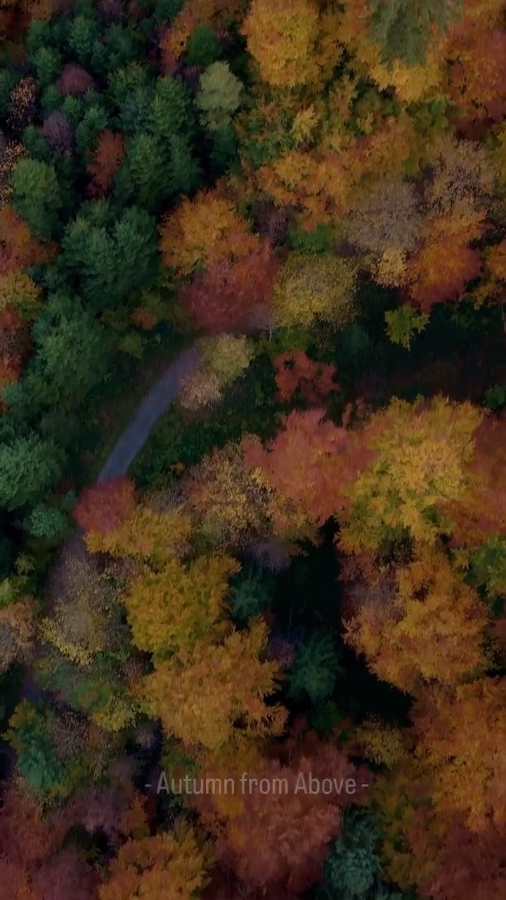 *
Autumn from Above 🍂
The forest turns into a sea of color — gold, red, and deep green blending together like a living painting.
Moments like this remind me why I love seeing the world from above.
#autumncolors #droneview #fallvibes #naturefromabove #dronephotography #forestmagic #landscapeinspiration #earthvisuals