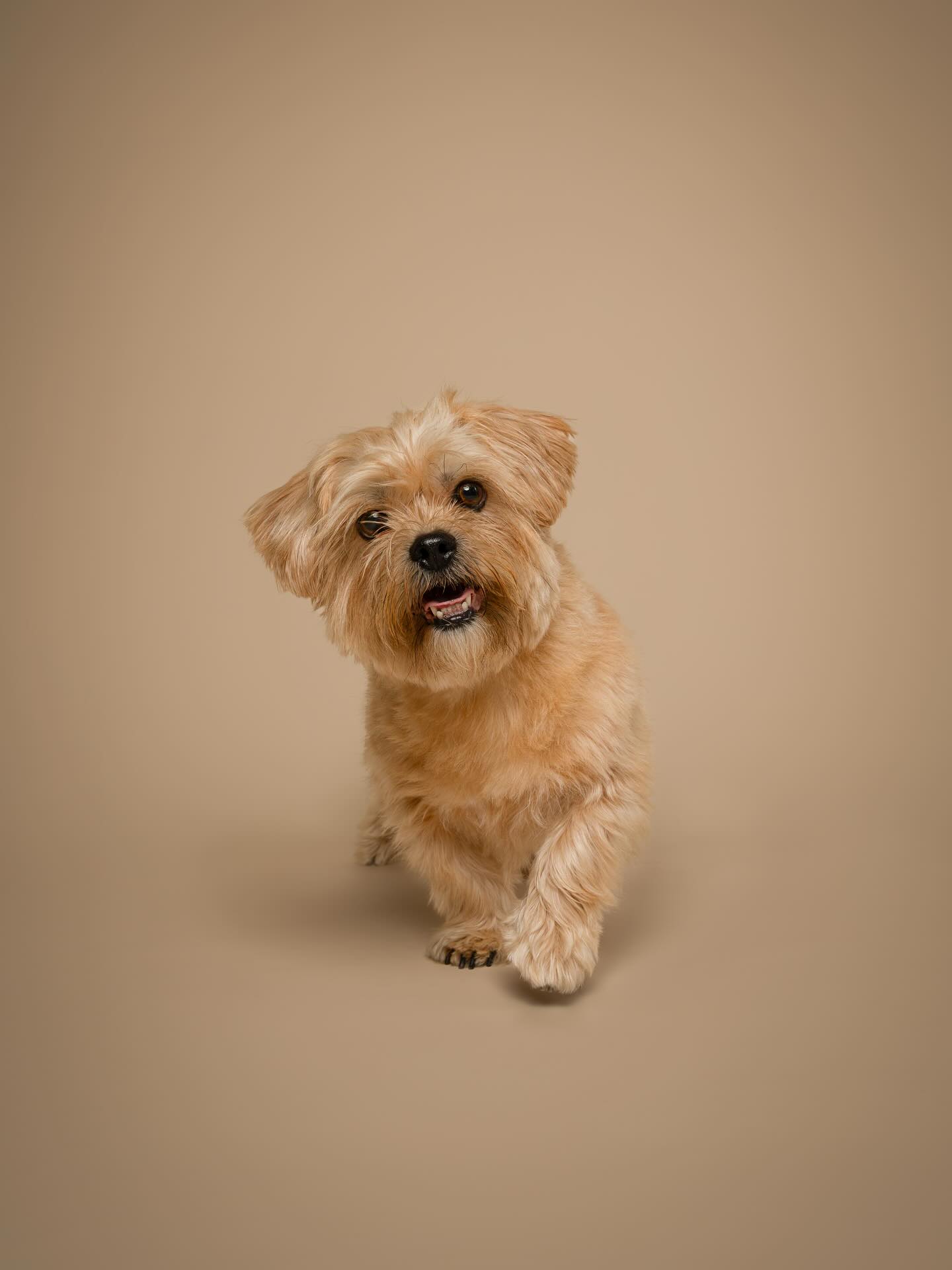 Pip moest heel erg wennen in de studio, ze vond het allemaal wat spannend, zo’n nieuwe omgeving 🥺. Door hondjes als Pip de tijd te geven, lekker rond te laten snuffelen door de ruimte, merk je snel dat ze wat losser komen. Met wat lekkers kom je ook altijd een heel eind 😉
En kijk nou?! Het is gewoon een geboren fotomodel! 👀
#fotostudio #hondenfotograaf #nijmegen #hond #fotoshoot