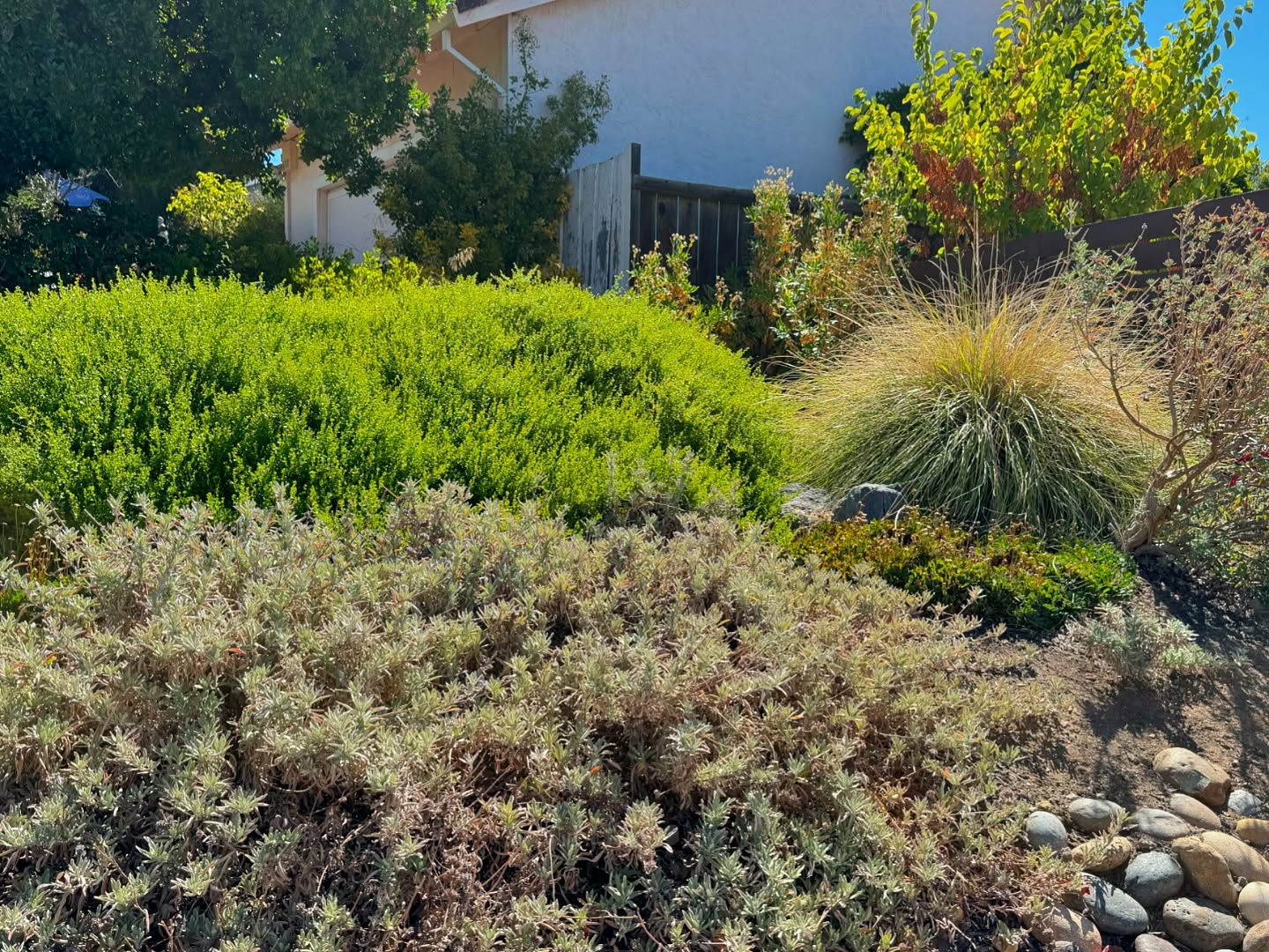 Checking in on an old installation to help the clients with maintenance. This project was installed in 2020 and uses spreading ground cover to protect the hillside and limit erosion. The silver and green leaf color provides a nice contrast among the garden.
.
.
.
#landscapedesigner #sustainablelandscaping #erosioncontrol #californialandscape #californianativeplants