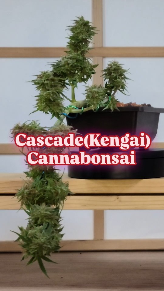 A cascade bonsai (or kengai in Japanese) is all about defying the natural order—where the trunk flows downward, like a tree clinging to a cliff’s edge, thriving in the struggle against gravity itself.
In this reel, I'm bringing that same flow to the cannabonsai world—training the plant to fall with style while staying perfectly balanced. 🍃
🎥 Watch the full Cascade Cannabonsai guide now on YouTube — link in bio!
🌱 Genetics powered by @_mephistogenetics
💨 Use code cannabonsai for 10% off their site.