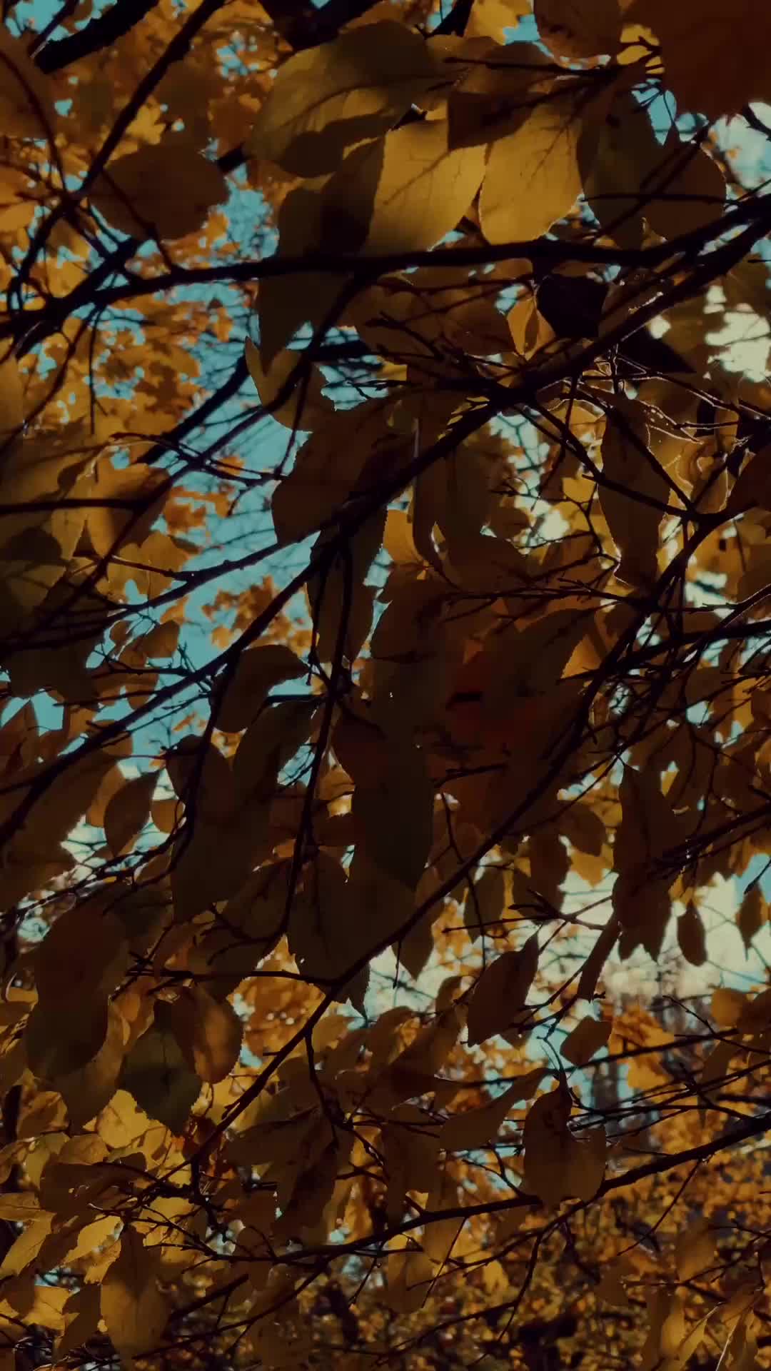 Secrets never stay buried ā especially when the widowās the one digging. š
#PsychologicalThriller #FreidaMcFaddenFans #ThrillerReads #SpookySeason #Unputdownable