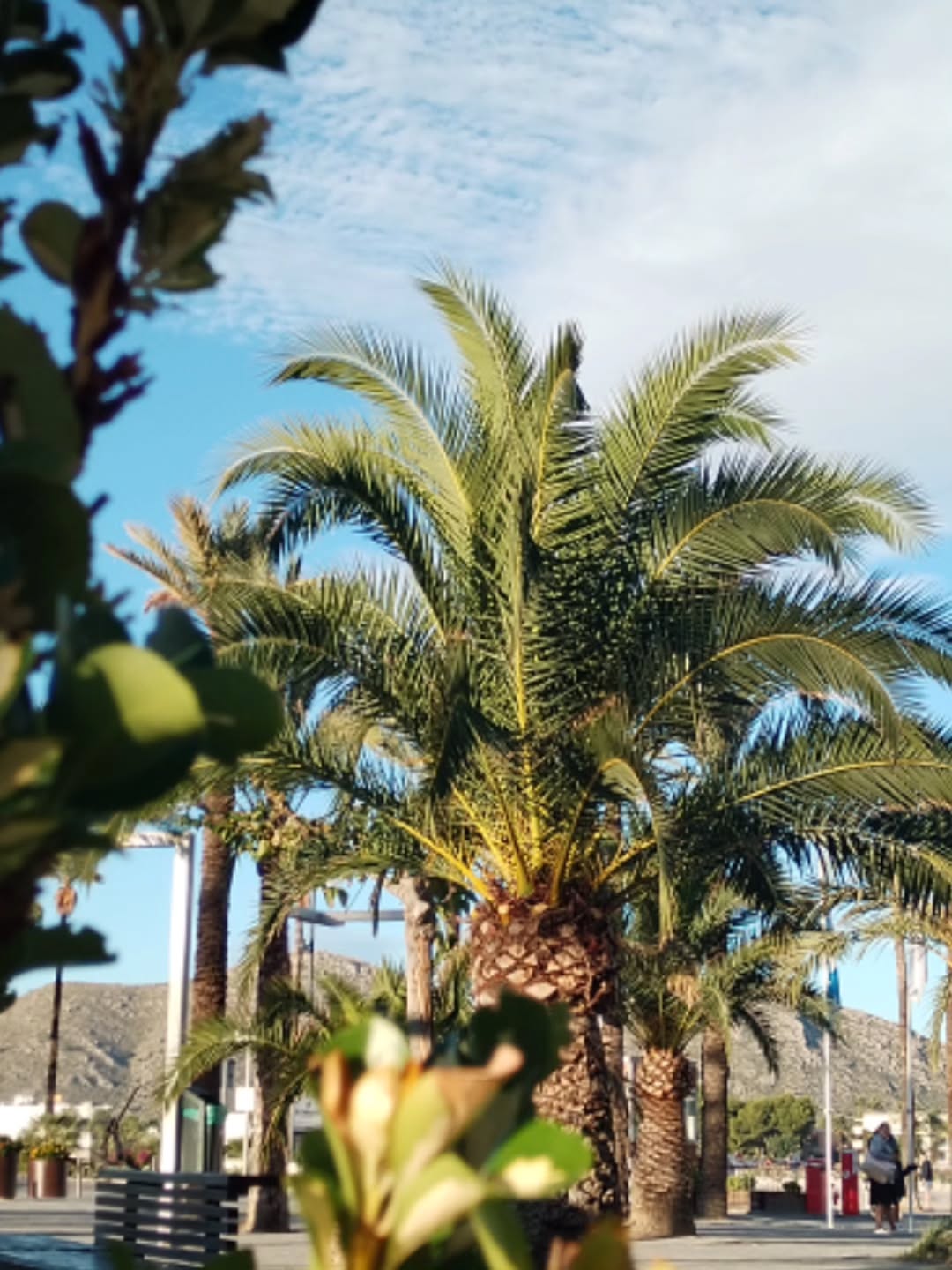 ☀️ Petite pause bien méritée au soleil ☀️
Ton showroom préféré fait une pause rayonnante quelques jours 😎
Je serai en vacances jusqu'à vendredi 24 octobre inclus, le temps de recharger les batteries, bronzer un peu (ou pas du tout 🤪) et revenir pleine d'inspiration pour la suite ✨
🔥 Le showroom rouvrira ses portes dès le samedi, avec de nouvelles idées, des looks à tomber et toute mon énergie pour te chouchouter !!
En attendant l'eshop reste ouvert pour tes envies shopping : 👉 www.modchadeschoux.com
💭 Et toi ?! Tu as pris des vacances en octobre ?!
.
.
.
#vacances #pauseensoleillée #modchadeschoux #showroomvichy #eshopfemme #modetendance #modecurvy #femmegrandetaille #conseilenimage