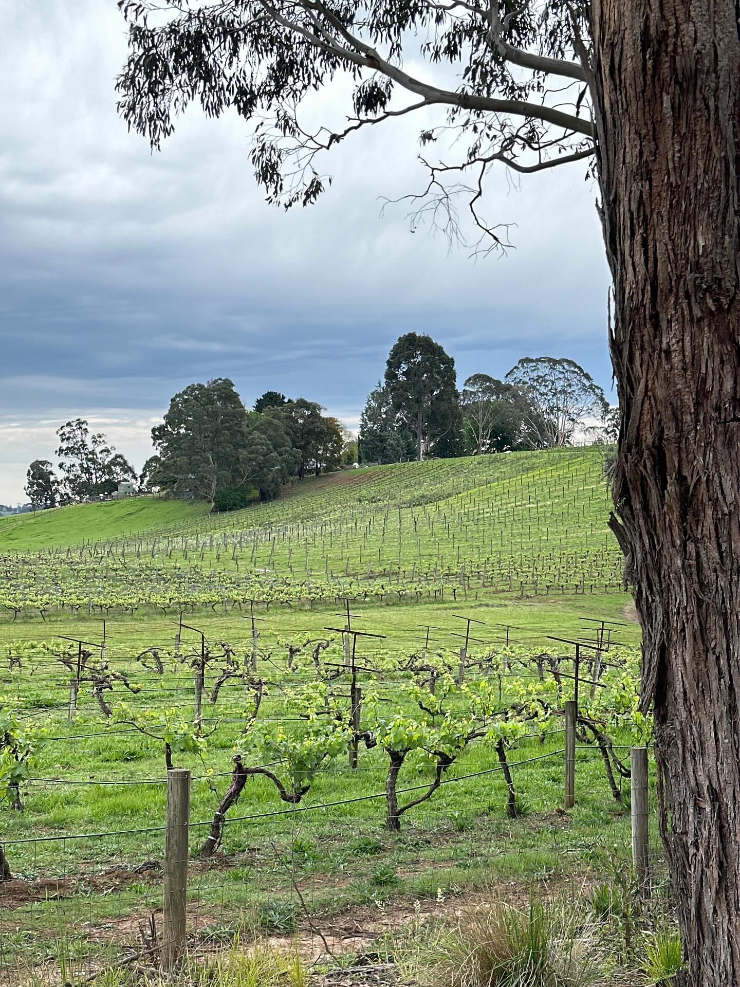 Im Weingebiet Yarra Valley und im Maroondah Reservoir (Wasser für Melbourne).