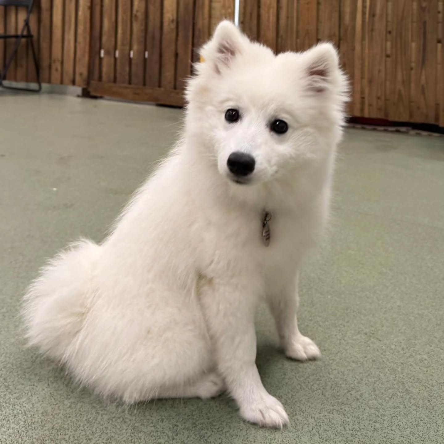 A new starter at Doggy Daycare. Completed her new dog assessment on Saturday morning and loved it. ❤️🐕