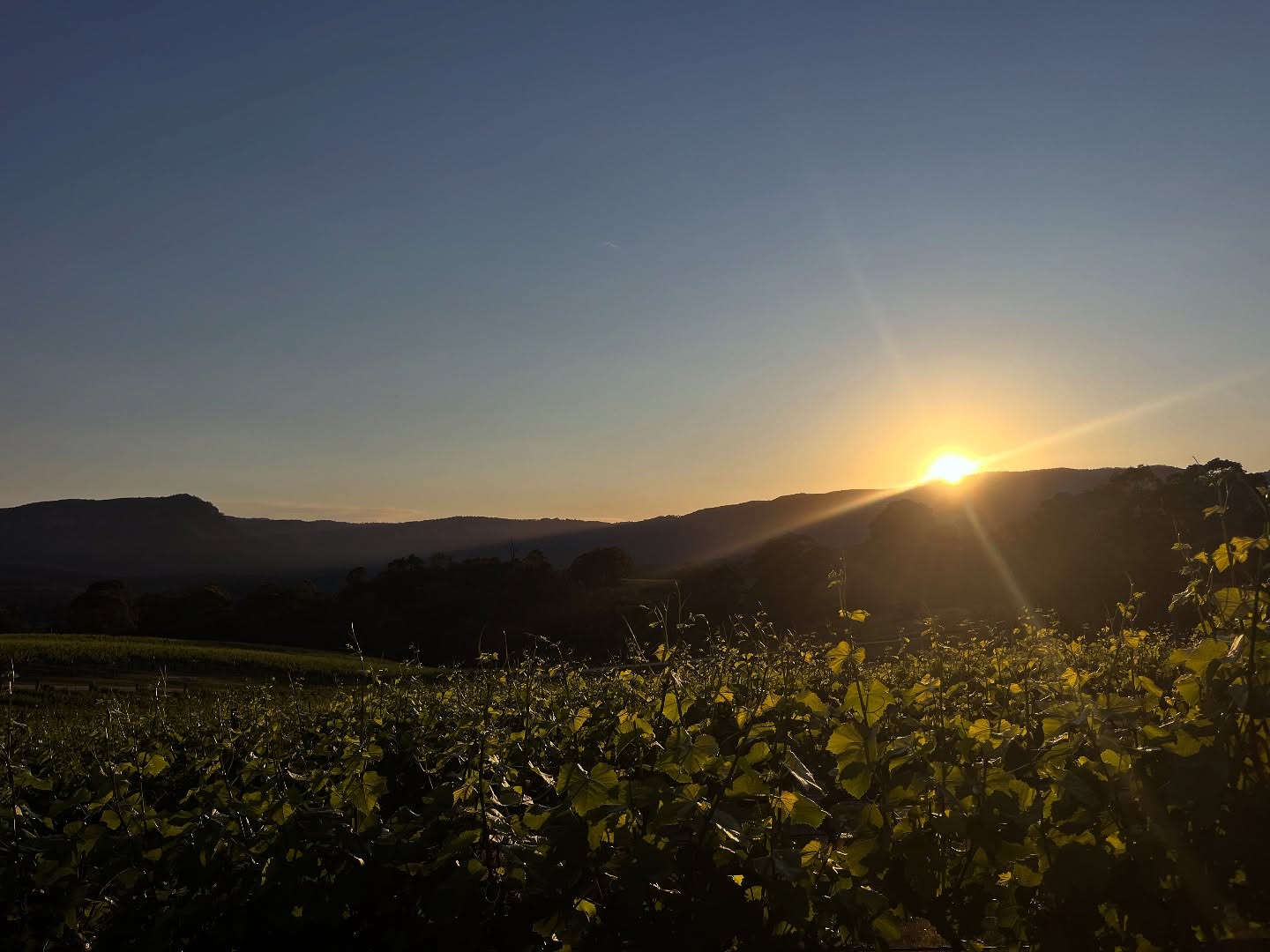 Mornings in Megalong 🙌 Worth the early start to catch these spectacular sunrises at Megalong Creek Estate💛
#megalongcreekestate #sunrise #bluemountainsnsw #bluemountainsaustralia #vineyardsunrise