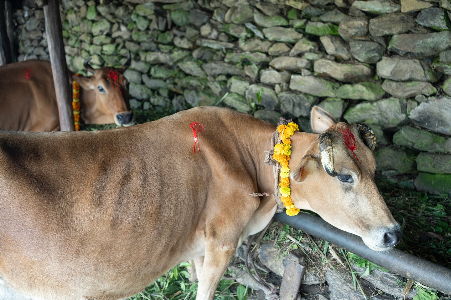 On the occasion of Laxmi Puja, we honour our cow a giver of life, sustenance, and prosperity.
In rural communities like ours, the cow is more than sacred she is central to everyday farming life. From nourishing the soil to feeding families, her contributions are invaluable.
At our farm, she stands at the centre of our farm-to-table philosophy producing the milk that becomes churpee and ghee, and the natural manure that nourishes your lettuce, dalle, and coriander. Every dish at Café Kalimpong carries a part of her care and the land’s generosity.
This act of worship is not just a tradition, it’s an expression of deep gratitude for all that the land and animals give us.
Happy Laxmi Puja from all of us at Café Kalimpong & Cloud9.