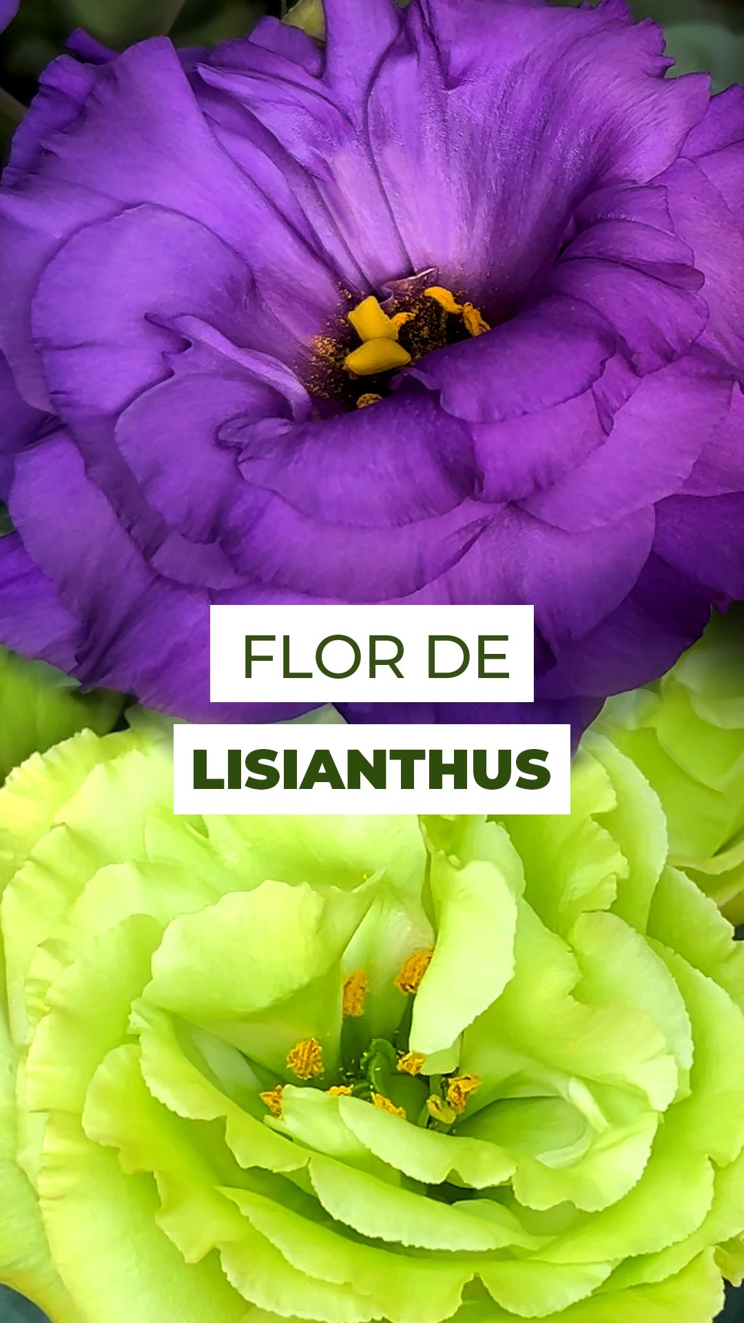 A delicadeza em forma de flor: o Lisianthus! 🌸
Elegante, leve e cheio de graça, é impossível não se encantar por ele...
Suas pétalas finas e macias parecem feitas à mão, e o nome não poderia ser mais perfeito: vem do grego lissos (macio) e anthos (flor), ou seja, “flor macia”.
Disponível em tons de branco, rosa, lilás, roxo e até verde, o Lisianthus é versátil e cheio de presença, ideal para arranjos, buquês ou para dar um toque sofisticado à decoração.
E você, qual cor gostou mais?
Conta pra gente nos comentários 👇
#lisianthus #eustomagrandiflorum #floresdocampo #floresnaturais #decoraçãocomflores #arranjosflorais #buquês #floricultura #decor #flowers #flowerstagram #plantlover #flor #decoração #flores