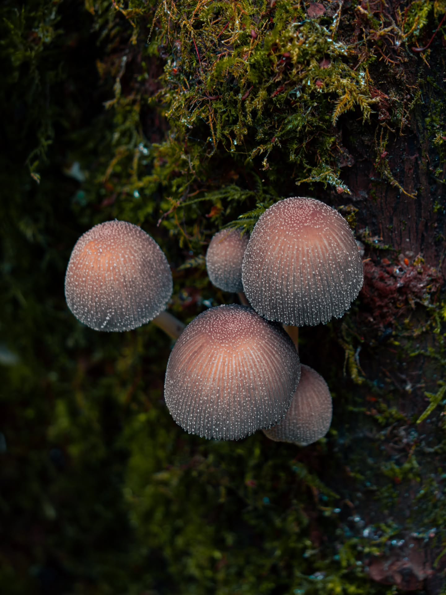 Autumn days in Country Parks have my heart ๐ซถ
๐ Moses Gate Country Park, Bolton