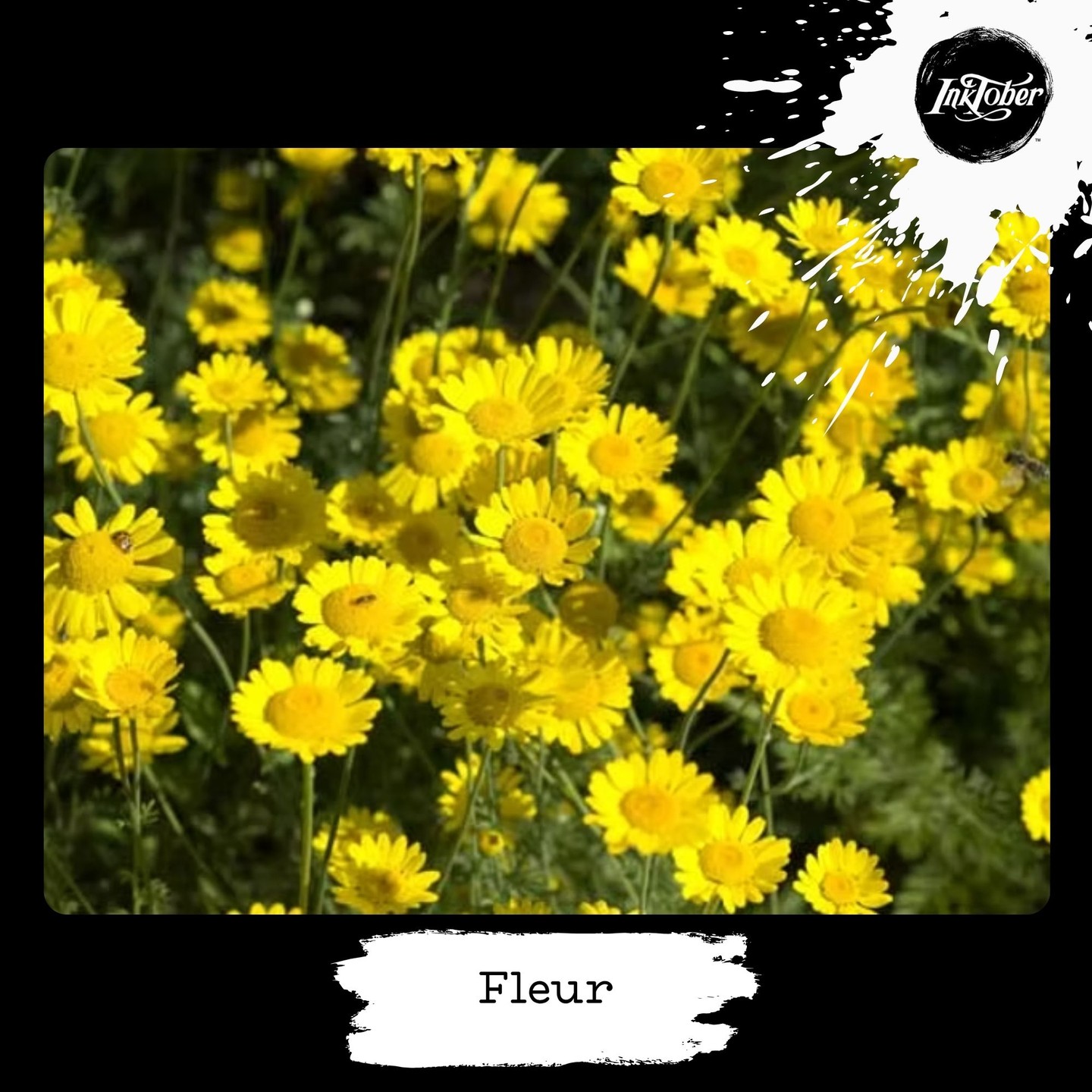 Inktober 2025 jour 23
mot du jour : fleur
Avez-vous déjà teint avec des fleurs ?
Certaines, comme la camomille des teinturiers, offrent un jaune lumineux ; d’autres, comme la garance, cachent un rouge profond dans leurs racines. Le pastel, lui, réserve sa magie bleue à ses feuilles, mais ses fleurs attirent toujours les abeilles curieuses. 🌿
Sur https://www.panieraugustine.com/category/tout-pour-la-teinture
vous trouverez des graines de plantes tinctoriales pour vos propres expériences colorées, ainsi que des kits de tataki-zomé,une technique japonaise poétique qui consiste à imprimer les couleurs des fleurs fraîches sur le tissu par martelage.
Et bientôt, je proposerai des ateliers d’initiation à la teinture végétale pour découvrir la magie des couleurs naturelles.
Est-ce que ça vous plairait d’y participer ?
#inktober2025jour23 ##museedepicardie #inktober2025