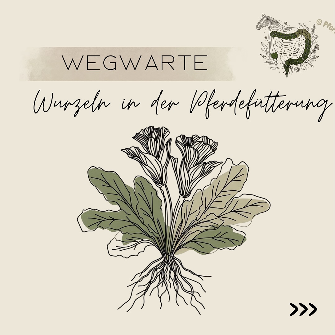 Die Wegwarte (Cichorium intybus) ist mehr als nur eine hübsche Straßenbegleiterin – sie gilt als wahre Stoffwechselheldin für Mensch und Tier.
Ihre Wurzel fällt durch ihren hohen Anteil an Bitterstoffen (z. B. Intybin, Lactucin, Cichoriin) auf. Weitere Inhaltsstoffe sind Inulin (≈ 50%), Stärke, Flavonoide (Luteolin, Quercetin), Gerbstoffe, Phytosterole, Mineralstoffe (Kalium, Kalzium, Eisen, Zink) & Vitamine (A, E, B7, C).
Fütterung: 20–40 g/Tag
Erntezeit: Oktober–März.
Besonders spannend:
Eine Studie zeigt, dass Pferde, die auf Wiesen mit viel Wegwarte gehalten wurden, eine bis zu 85,5 % geringere Eiausscheidung und eine über 60 % reduzierte Larvenentwicklung von kleinen Strongyliden aufwiesen.
-> Ein faszinierender Hinweis darauf, dass Wegwarte eine natürliche Unterstützung zur Wurmreduktion sein kann – ganz ohne chemische Wurmmittel.
Amirkhani et al. 2021 wiesen leberschützende Effekte bei Ratten nach und konnten steroidinduzierte Leberschäden rückgängig machen. Zu den metabolischen Vorteilen zählen potenzielle entzündungshemmende Eigenschaften und eine blutzuckerregulierende Wirkung (Azgomi et al. 2021).
Die Effekte variieren jedoch je nach Tierart und Zichorienkonzentration, was auf den Bedarf an umfassenderer Forschung hinweist, um die Wirkmechanismen vollständig zu verstehen und die optimale Anwendung in verschiedenen Tiermodellen zu ermöglichen.
⸻
📘 Mehr über die Wegwarte und 26 weitere Wurzeln findest du im Skript „Wurzel-Wirrwarr“
➡️ über 60 Seiten Wissen rund um Wurzeln, Knollen & Rüben
➡️ Steckbriefe mit Inhaltsstoffen, Wirkung & Anwendung
➡️ TC(V)M-Zuordnung & praxisnahe Fütterungshinweise
➡️Als PDF & mit interaktiver Excel-Tabelle
📝 Disclaimer: Bei den beschriebenen Stoffen/Mitteln handelt es sich ausschließlich um Futtermittel (Einzel- oder Ergänzungsfuttermittel) zur Unterstützung einer bedarfsgerechten Ernährung gesunder Tiere. Es werden keine Heilwirkungen zugesagt oder impliziert. Bei Verdacht auf eine Erkrankung oder Schmerzen suche bitte umgehend einen Tierarzt auf.