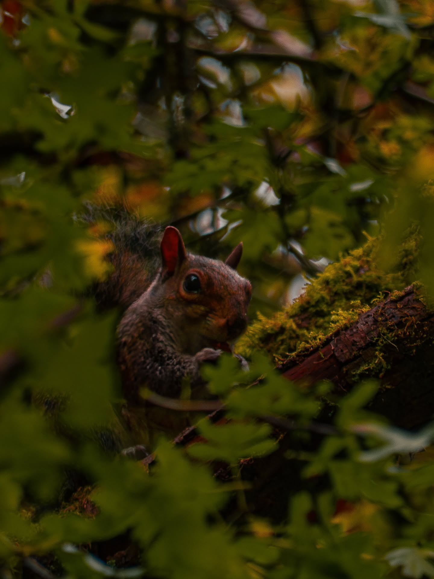 Forest friends at Moses Gate Country Park
The stillness and silence to try and get the shot of a squirrel through the leaves was thankfully worth it ๐