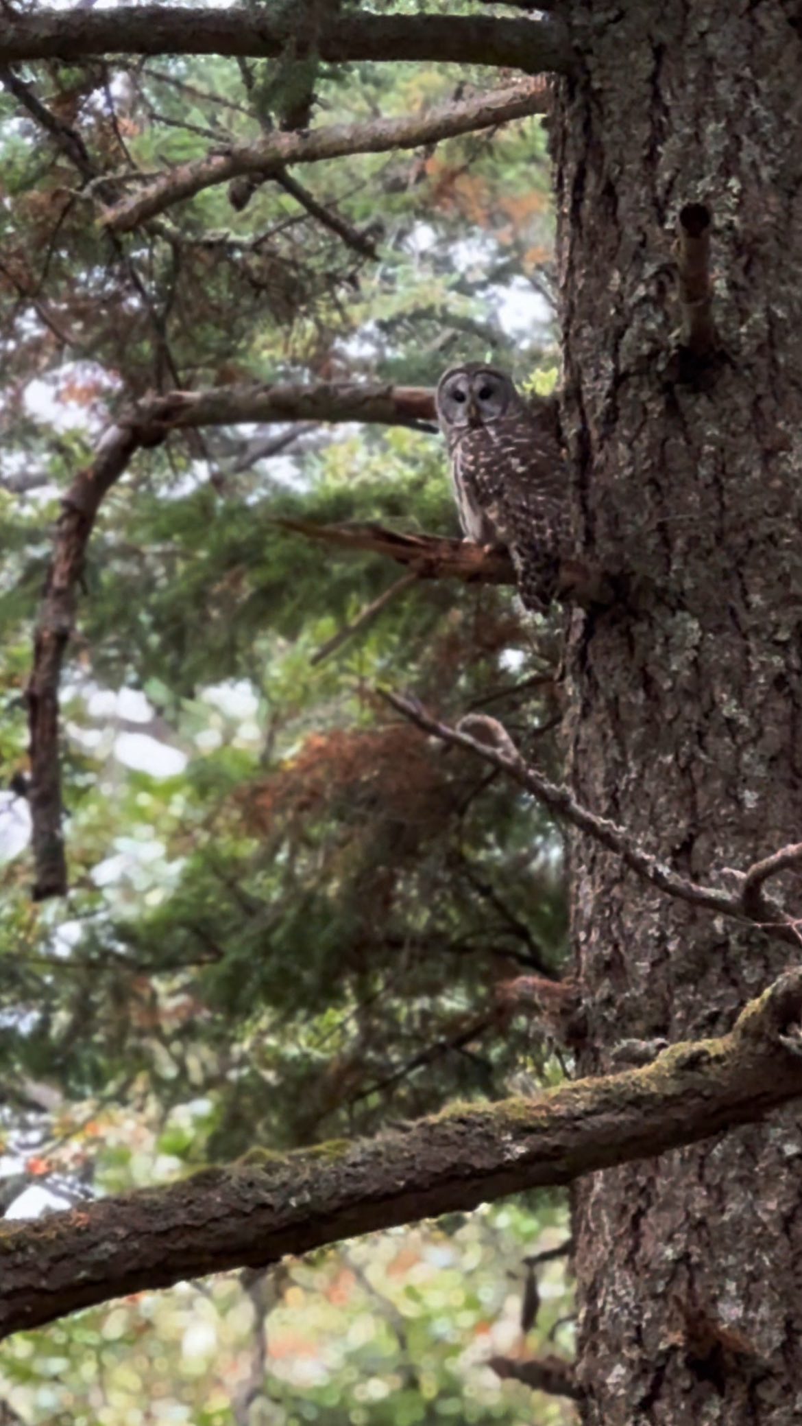 It all exists within you. The pain, the beauty. The lock, the key. Think of Ganesha, who not only removes the obstacles, but places them there in the first place for he knows the only way to reveal the truth is to find the way ourselves.
How many times have you chosen the difficult path only to demonstrate your resilience through the process?
If you feel stuck right now, remember that you are in so many ways more free than anyone who’s come before you. You can both release your need to make it difficult, and accept the places that hurt.
But you are not a victim of your circumstance. The circumstance is the artwork you’ve been asked to reveal with the paintbrush of your soul.
The constant dance between what we want and what holds us back is the gift ~ the gold, alchemized by our willingness to accept what we’ve been given and pursue our creative potential to create beauty from it.
So as the veil thins, choose to connect with the ones that walk behind you with acknowledgment, gratitude, forgiveness & love in anyway that you can for the spirit of Ho’oponopono is how we become free.
As we clearly see all projections of what we once believed, we ourselves become free to be the light who shines under each stone turned over.
One simple exhale to let go is enough right now. One breath at a time.
You don’t have to hold it anymore.
Go inside. Be the love. Let it flow.
All the medicine is within.
👁️