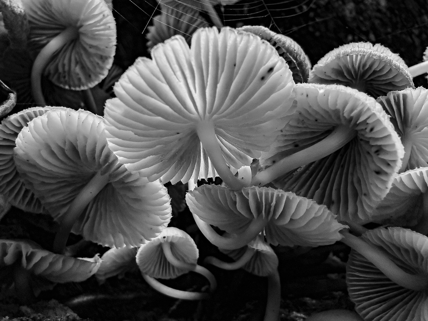 Fungi - Biddulph Grange’s stumpery. I-Phone 14 #blackandwhitephotography #fungi #nationaltrust