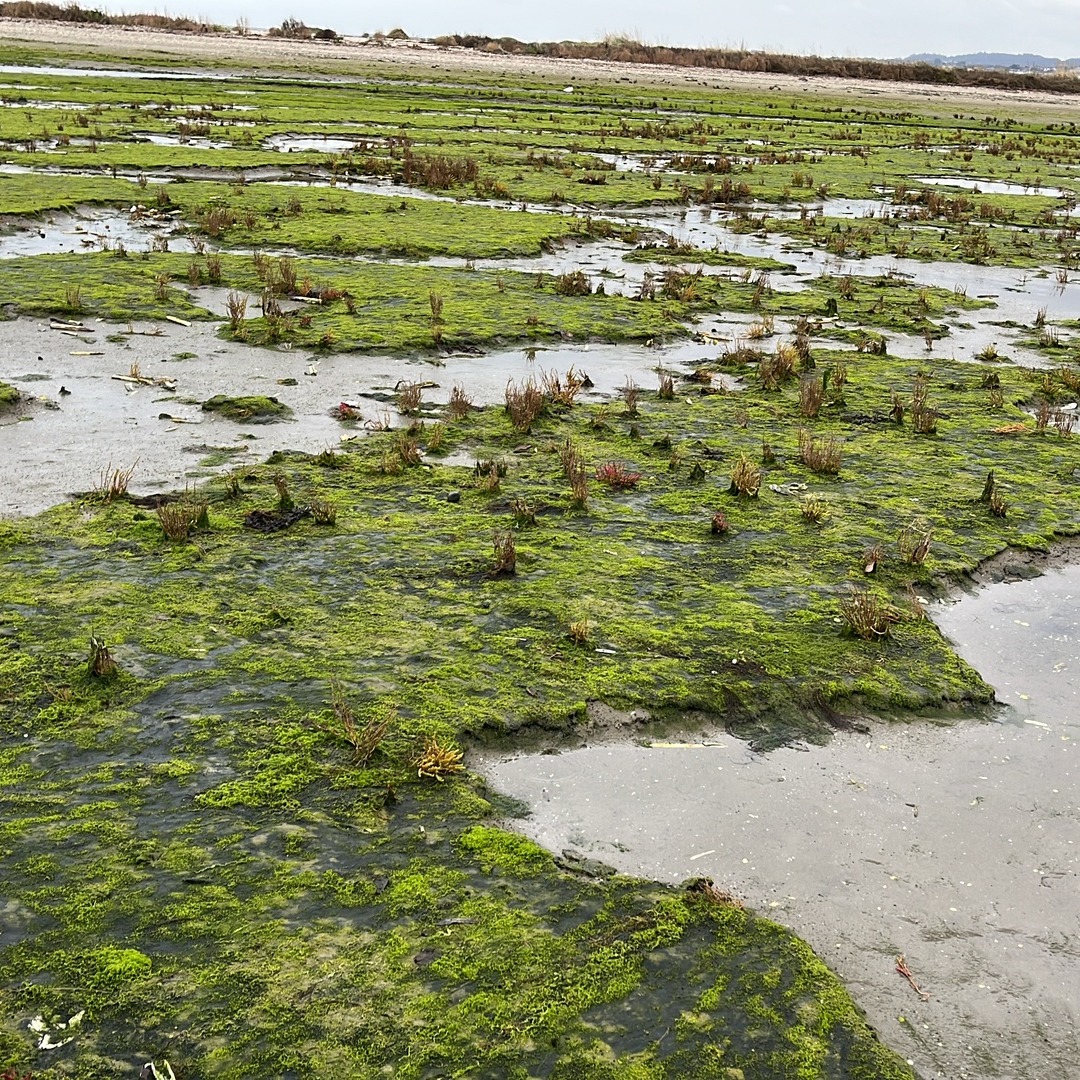 Great to see Dorota Kołbuk has been out surveying near Merrion Strand and Merrion Gates Spit, where a relatively new saltmarsh is forming. Bonus Brent geese feeding on Zostera!
Just 2 days left in the survey season! Get outside today and see what the low tide reveals! Book your survey unit here: https://www.coastwatch.org/all-ireland-survey-autumn-2025