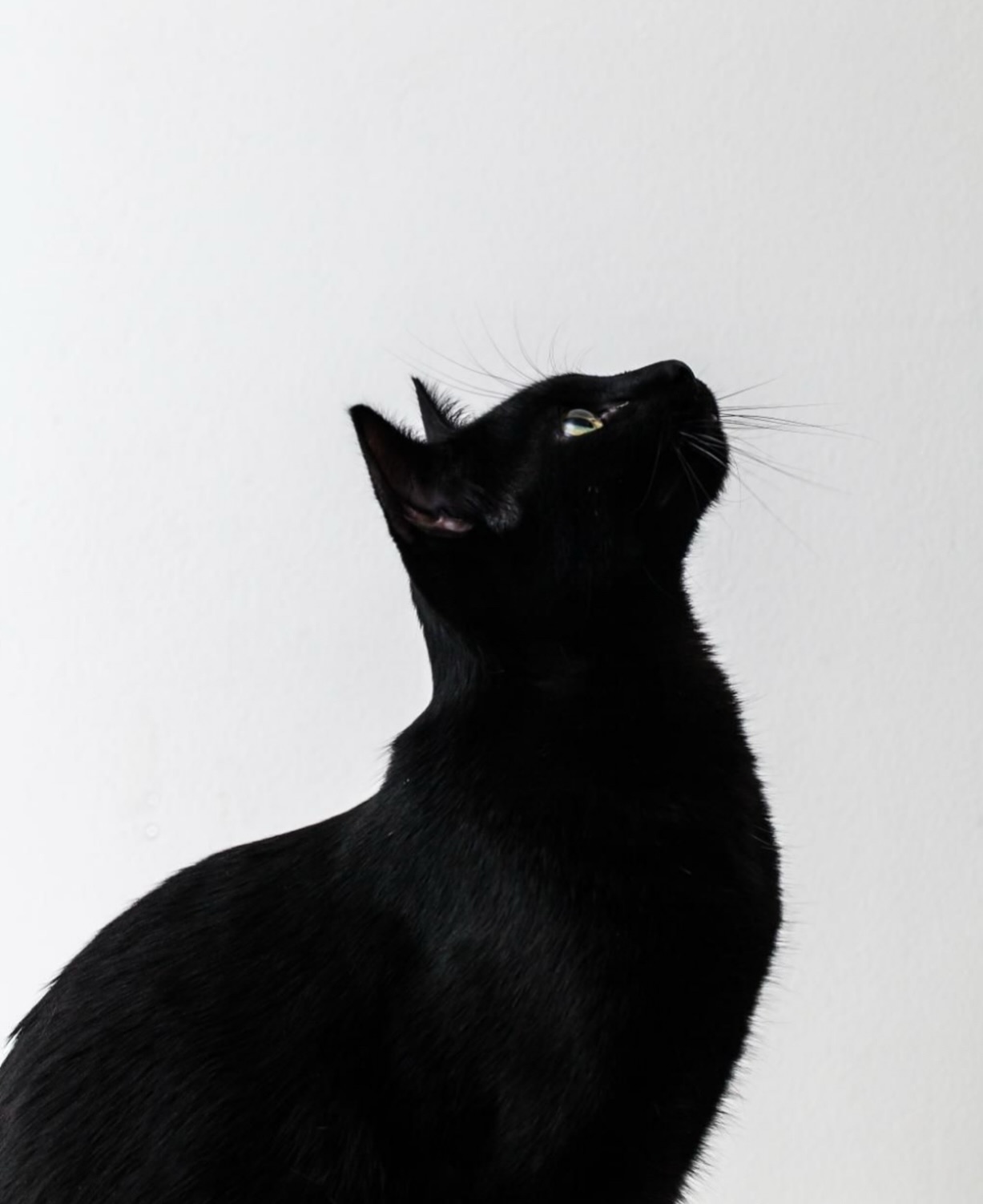 Misteriosos? Sim.
Elegantes? Sempre.
Ameaçadores? Nunca.
Infelizmente, os gatos pretos ainda sofrem com estigmas antigos, crenças infundadas e até abandono, tudo por causa de superstições que já não deveriam existir.
O Dia da Conscientização pelo Gato Preto existe para lembrar que cor não define comportamento, nem amor. Gatos pretos são tão companheiros, carinhosos e especiais quanto qualquer outro.
🖤 Que o único mistério sobre os gatos pretos continue sendo como eles conseguem ser tão incríveis.
#Petplace #GatoPretoÉAmor #DiaDoGatoPreto #ConscientizaçãoAnimal #CuidadoComAfeto
#AdoteSemPreconceito #AmorQueCuida #GatoPreto