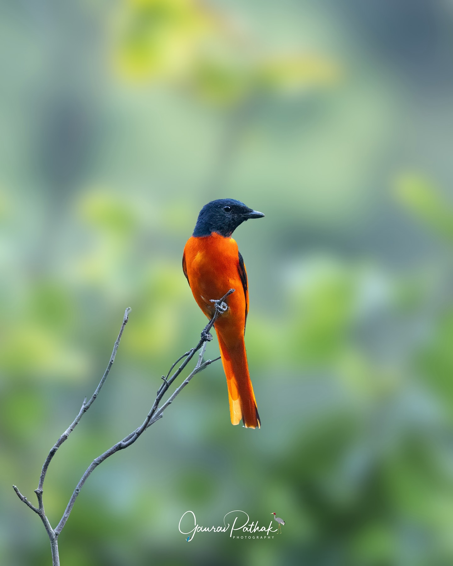Scarlet Minivet (Pericrocotus speciosus) – Draped in brilliant scarlet and black, this bird has a way of making even the dullest branch look dramatic. Perched calmly, it seemed to know exactly how to hold a pose—head slightly tilted, feathers gleaming in the light. Sometimes, the forest doesn’t need grandeur or movement; a single minivet sitting still can steal the entire scene.
.
Location - Nainital
Shot on Canon R5
Canon RF100-500
ISO 6400
f/7.1
1/500s
.
#canon100500rf #animalplanet #kings_birds #bbcearth #birdphotographers_of_india #bbcwildlifepotd #best_birds_of_ig #birds_captures #bestbirdshots #bird_brilliance #birds_adored #canonasia #canonedge
#capturedoncanon #birds_nature #discoverychannel #discoverychannelindia #earthcapture #canwithcanon #photoscapeofthemonth #morebirdpics #natgeoindia #natgeoyourshot #nature_brillance #ssptalenthunt #nuts_about_birds #planetbirds #raw_birds #your_best_birds #yourshotphotographer
