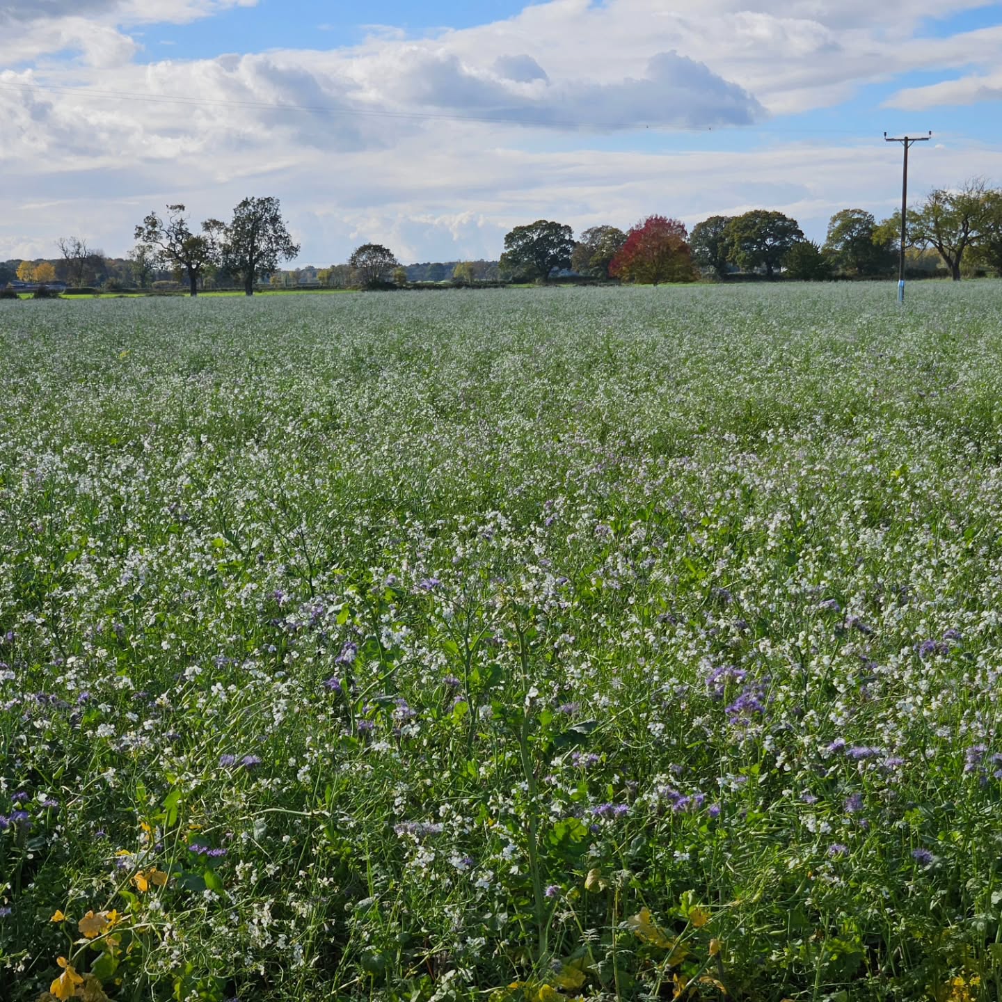 It might feel like winter is round the corner but our friendly farmer has planted 100's of acres of cover crop which is providing oodles of pollen and late nectar for the bees to get themselves ready for winter.
If you look closely you'll see the flashes of purple which is Phacelia. One of the honey bees favourites!
Super active today in the sun.
#derwenthoney #yorkshirebees #york #bees #beesforsale #runnyhoney #softsethoney #smallbusiness