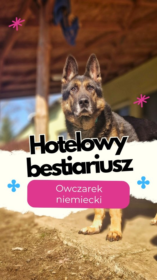 Owczarek niemiecki - klasyka z charakterem
Każdy go zna. Ale nie każdy wie, jak bardzo potrafi być wymagający. Owczarek niemiecki potrzebuje i zajecia głowy i sporo ruchu. Lubi wiedzieć, po co coś robi i mieć człowieka, który ma plan.
Został stworzony do pracy. Jeśli nie ma zajęcia, zaczyna sam je sobie wymyślać. Zazwyczaj kończy się to szczekaniem, kontrolowaniem otoczenia albo pilnowaniem wszystkiego, co się rusza. Łqtwo się frustruje, jeśli nie ma co robić. Nuda to wyzwanie zarówno dla psa, właściciela i otoczenia ;)
Nie każdy owczarek jest taki sam. Różnica między linią użytkową a wystawową to nie tylko wygląd. To właściwie dwie różne rasy. Użytkowe są szybsze, bardziej intensywne, mają ogromny popęd i potrzebują pracy. Nie są to tylko „zdrowsze owczarki”. Wymagają codziennej pracy i treningów. Zmęczenia i psychicznego i fizycznego. Bez tego mogą być niebezpieczne dla otoczenia.
Te z linii wystawowych często są spokojniejsze i lepiej odnajdują się w roli psa rodzinnego, ale również potrzebują jasnych zasad, ruchu i konsekwencji. W obu przypadkach - brak struktury kończy się tym samym: nadpobudliwością, szczekaniem i kontrolowaniem wszystkiego wokół.
Owczarek niemiecki nie potrzebuje twardej ręki. Potrzebuje człowieka, który zaspokoi jego potrzeby i będzie dla psa przewodnikiem. To rasa dla kogoś, kto lubi pracować z psem i potrafi być konsekwentny.
Macie owczarka? Z jakiej linii? Dajcie znać, jak wygląda codzienność z tym psem: stabilna współpraca czy życie z emocjonalnym wulkanem?
#owczarekniemiecki #hotelowybestiariusz #pieszzasadami #psiecharaktery #merdumerdu #psywhotelu #hoteldlapsowwarszawa #hoteldlapsownowydwormazowiecki #psianiania #petsitter #dogwalker