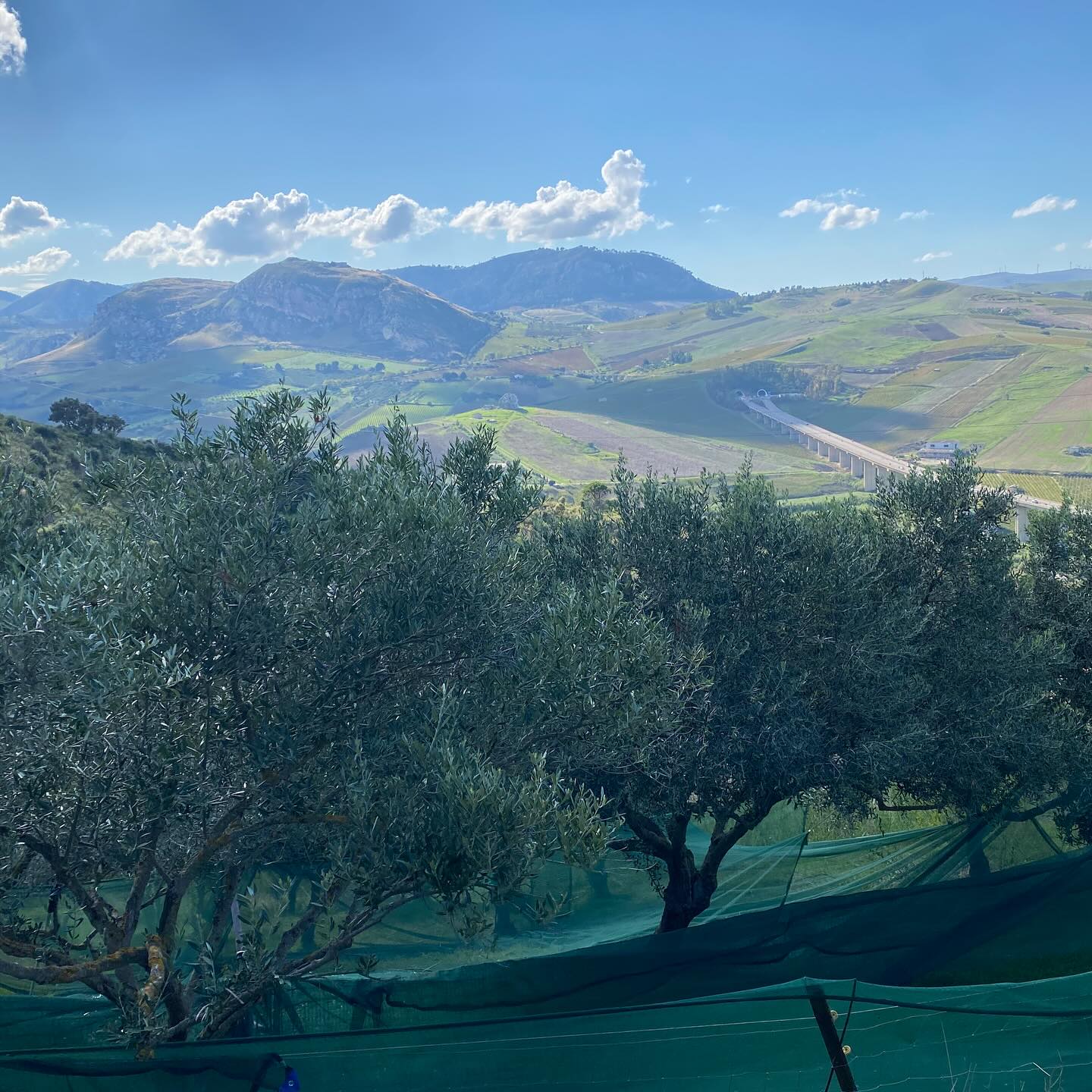 La raccolta continua… con un discreto pubblico!!🥰#oliodolivaextravergine #boscoemma #sicilia #oliveoil #italianfoodporn #italianfood #solocosebuone❤️ #sicily #family #bio #organicfood