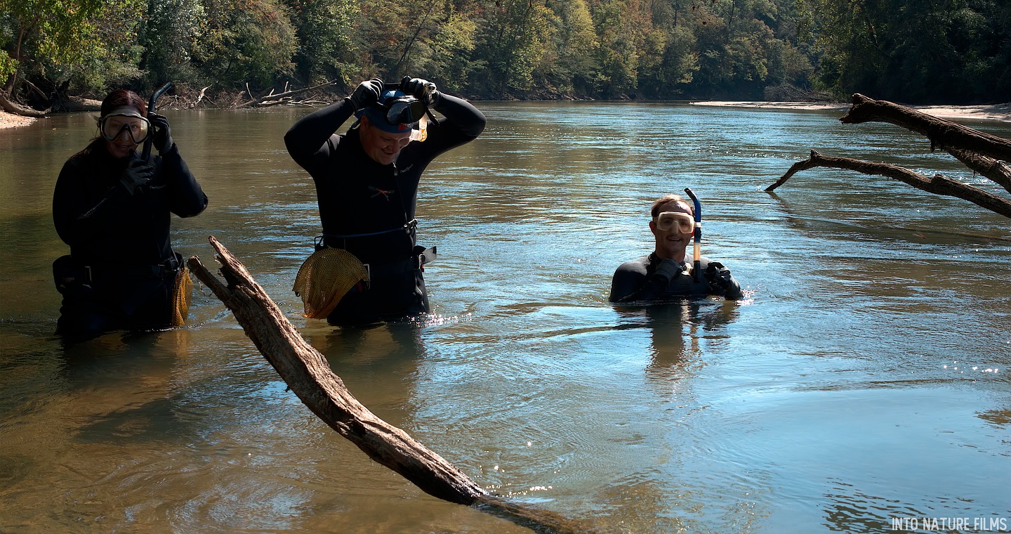 Musseling the Ocmulgee
Into Nature Films joined Georgia DNR aquatic biologists Matthew Rowe, Percy Knight, and Katy Lusk @katyfishes last week in the Ocmulgee River for our upcoming film with The Nature Conservancy in Georgia and St Marys Riverkeeper. We launched our canoes into the Ocmulgee River on a beautiful sunny day to find the amazing freshwater mussel.
Matt searched the river for the ‘goldilochs habitat’ liked by these unsung water cleaning heroes:
Water flow not too fast, but not too slow✅
Stable substrate✅
Woody debris✅
Low sedimentation✅
We hit the jackpot with an impressive bed of mussels of diverse age and species, which is the indicator of river health.
We took our canoes out near the Ocmulgee Mounds National Historical Park, where over 12,000 years of human history reveal that mussels were part of a diverse Native American diet. #mussels #intonature #ocmulgeeriver #georgianature @ocmulgeemoundsnps @nature_ga @georgiawildlife