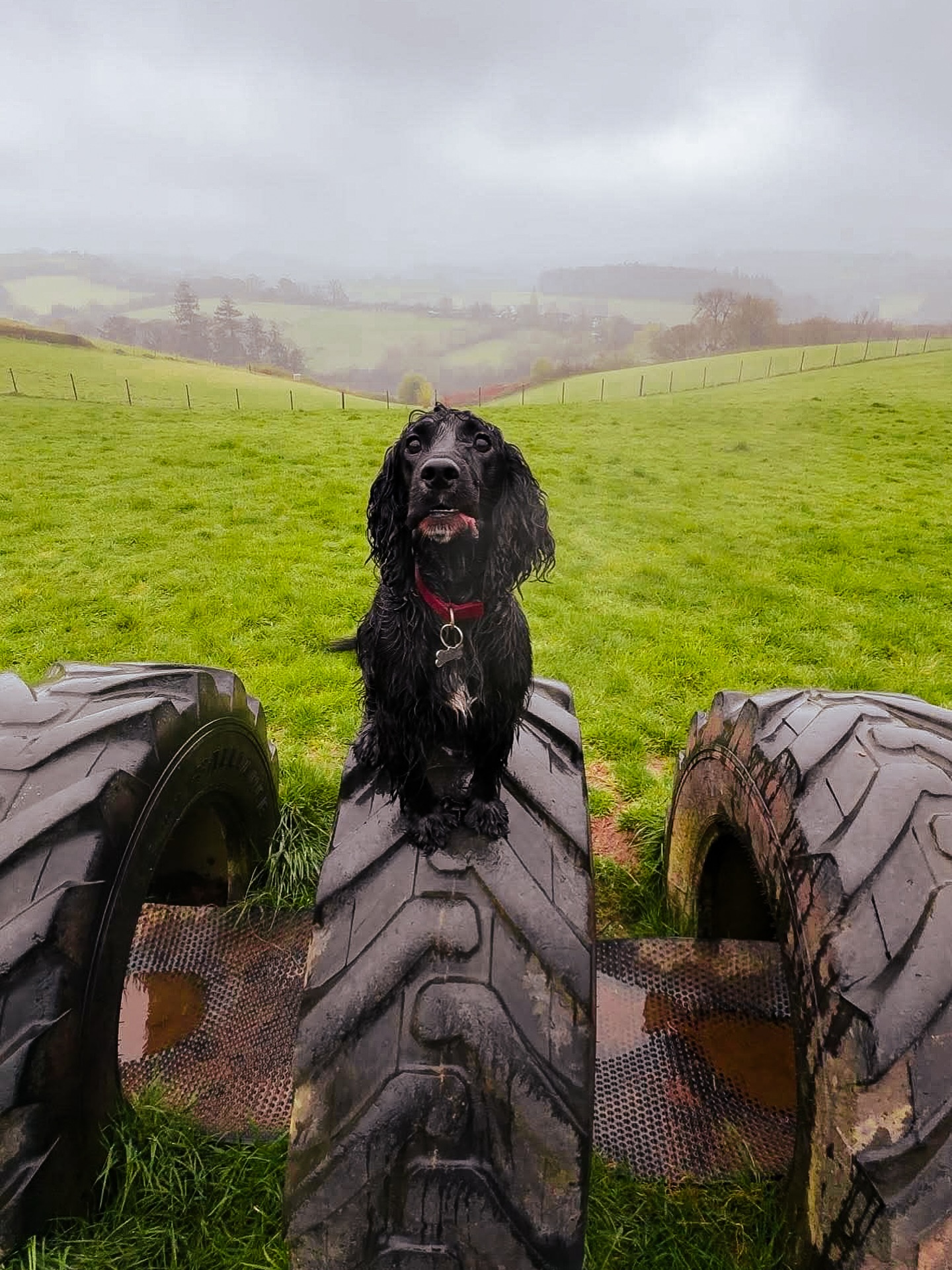 It’s been a very soggy Sunday! ☔️ We’ve been spoilt with dry days lately, but it looks like wellie season has officially arrived as autumn settles!
Please take extra care in the fields where the ground can get a little slippery after rain, and don’t forget to use the hose to rinse off those muddy paws before heading home! 🐾
#SoggyDog
#DogFieldDevon
#Littlehempston
#SecureDogParkNearMe
#DogWalk