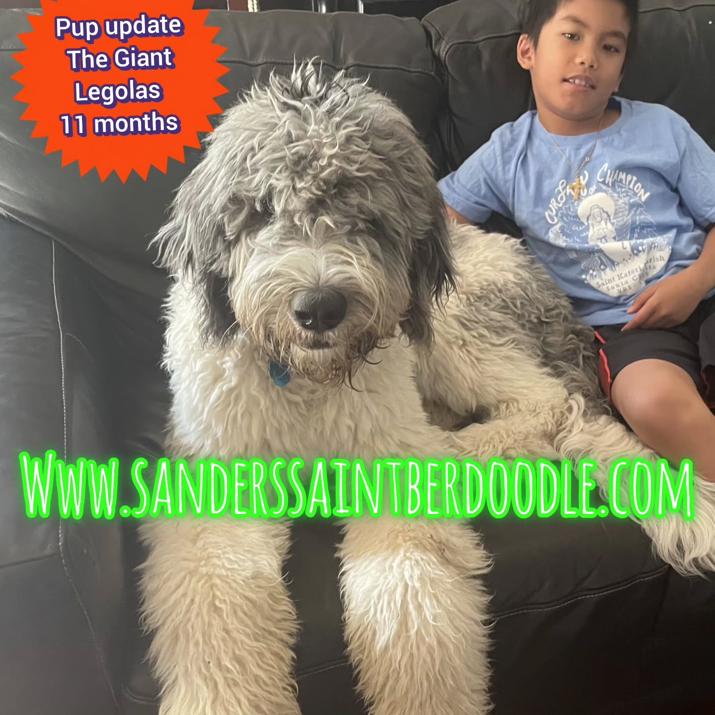 Legolas 11 months.
.
.
Available Saint Berdoodle Puppies.
.
.
.
.
.
.
.
.
#sanders_saint_berdoodle #pnw #pnwonderland #gorgeous #puppy #dog #doglover #boys #girls #family #adventure #mom #dad #gorgeous #bestfriends #mansbestfriend #love #cute #giant #saints #giants #gentlegiant
