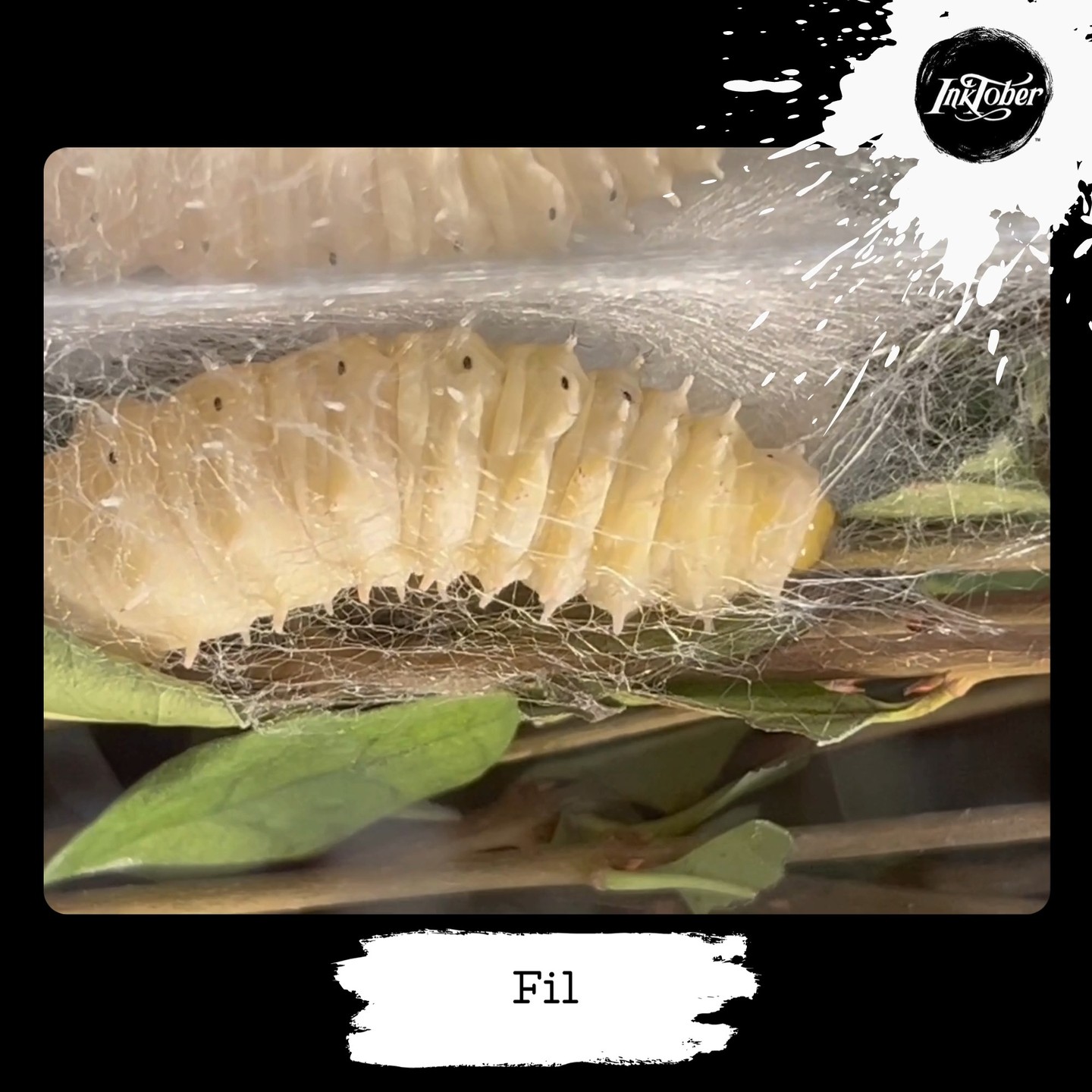 Inktober 2025 jour 20
mot du jour : fil
Voici un mot pile dans mon univers !
J’aurais pu vous parler de la laine du mouton, de poil du chameau, du duvet de Yak... de la transformation de la fibre en fil… mais aujourd’hui, je laisse la place à une petite créature qui sait faire ce que je ne pourrais jamais : créer du fil avec sa bouche 😂
Je suis heureuse de vous partager cette vidéo !
Voir un ver à soie au travail, je trouve cela tout simplement merveilleux.
Ce petit artisan file patiemment son cocon avant de se transformer en un magnifique papillon...
Et entre nous… cela vous plairait d’élever une petite chenille comme elle ?
#inktober2025 #museedepicardie #inktober2025jour20 #silk #bombyxeri