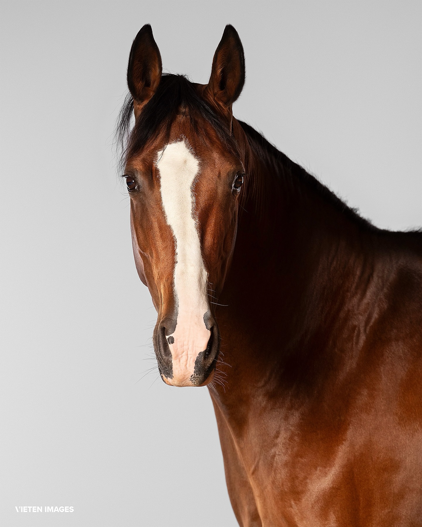 • I know, I say this without exception about any of my models - and I absolutely mean it every single time - but how gorgeous is this mare? 🫠
Gracy - photographed during my tour in Germany a few months back.
____________________
www.vietenimages.com
@vieten.images.official
#horsephoto #horsephotography #cheshirehorse #horseportrait #horseart #equinefineart #horseportraitsuk #cheshirephotographer #equinephotography