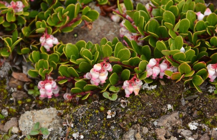 Arctostaphylos uva-ursi — Bearberry 🌿
A true survivor of Ontario’s harshest conditions. Bearberry thrives where few others can — in dry, sandy, rocky, and acidic soils. Found from roadsides to open dunes, it forms a low, evergreen mat with tiny pink urn-shaped flowers in spring and bright red berries that last through winter.
Its name blends Greek and Latin — Arctostaphylos (“bear grape”) and uva-ursi (“bear’s grape”), literally meaning “bear’s grape” twice! Bears, birds, and pollinators all benefit from this resilient native.
🌎 Cultural Connection:
In Anishinaabemowin (Ojibwe), Bearberry is known as Miskomin — “red berry” — or sometimes Wiingashk, a term for aromatic plants used in kinnikinnick mixtures. These traditional uses remind us that Ontario’s landscapes hold deep cultural roots alongside ecological value.
🌱 Why Plant It?
Bearberry stabilizes soil, prevents erosion, supports biodiversity, and adds evergreen beauty to tough sites — especially as Ontario’s climate shifts toward drier summers and wetter winters.
Let’s plant resilience together.
Planting to Protect 🌱 Restoring to Thrive 🌱 Origin Native Plants 🌱
#NativePlants #OriginNativePlants #Bearberry #ArctostaphylosUvaUrsi #Kinnikinnick #RestorationEcology #NativeGroundcover #ErosionControl #SoilStabilization #Biodiversity #RewildingOntario #PollinatorFriendly #RoadsideRestoration #EvergreenGroundcover #EcologicalDesign #OntarioNativePlants #NativePlantNursery #EcoRestoration #LowMaintenancePlants #DroughtTolerant #AcidLovingPlants #WildlifeHabitat #PlantNative #GreenInfrastructure #ResilientLandscapes #EcoBuild #SustainableGardening #PlantingToProtect #RestoringToThrive #OriginNativePlants
