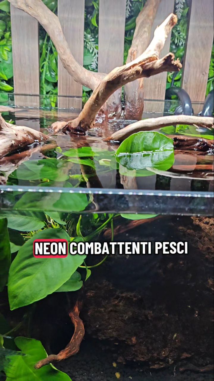 Siamo andati da un cliente con più acquari d’acqua dolce e salata…
Secondo te, quanto può costare una cosa così? 😳💸
(Spoiler: la cifra ti sorprenderà 😅)
# ##acquariofilia #acquari #acquariodacqua #acquariodimarino #pesci #MarinoVibes #acquariodacqua #acquariodimarino