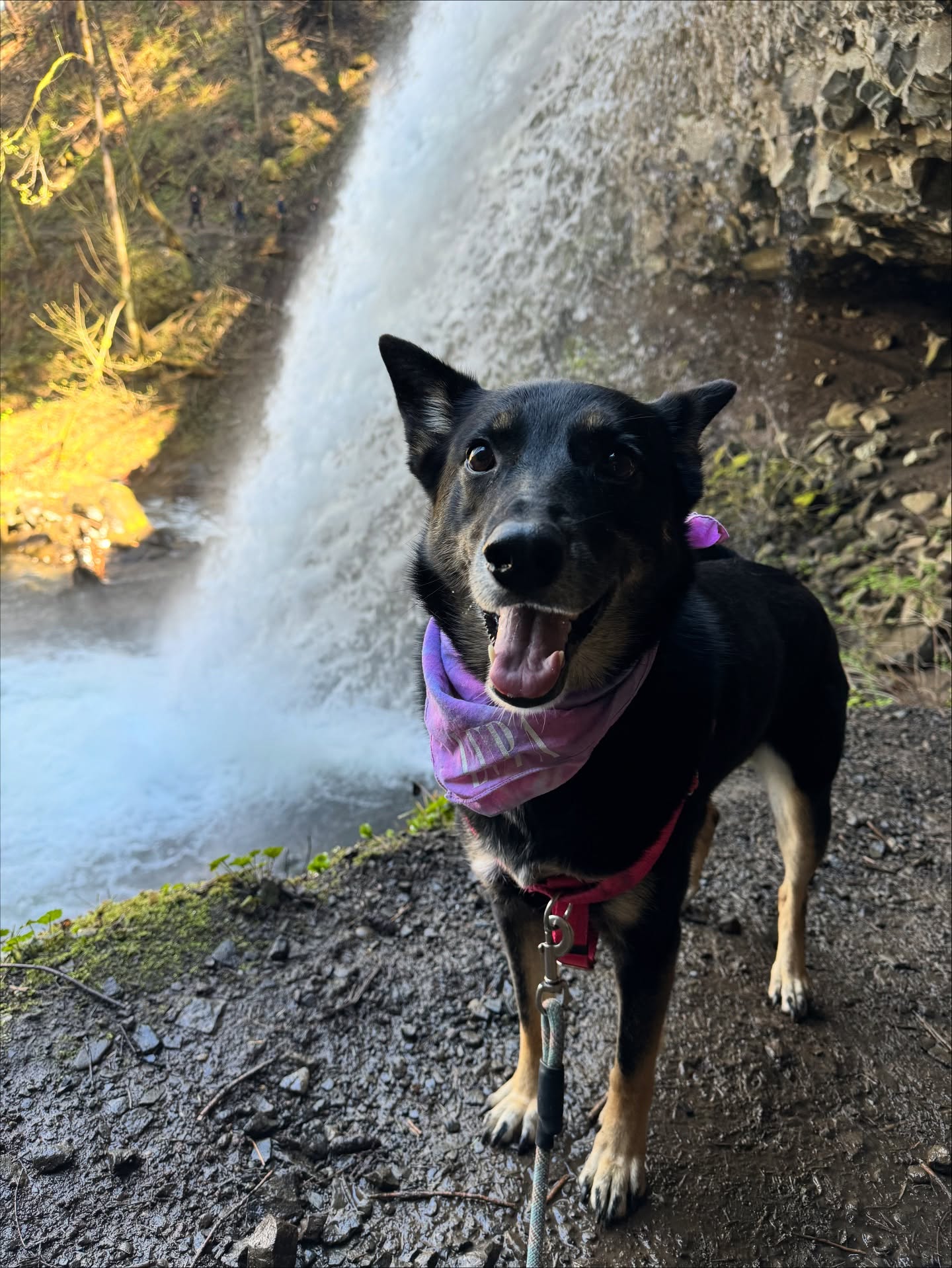 Reintroducing our medical director, Dr. Lupa Froopa!
She's been checking in on her employees more frequently, so we wanted to remind everyone that she is really in charge and may be making more appearances this winter. She also is currently taking requests for appearances as her busy schedule allows.
#therapydogs #dogsatwork