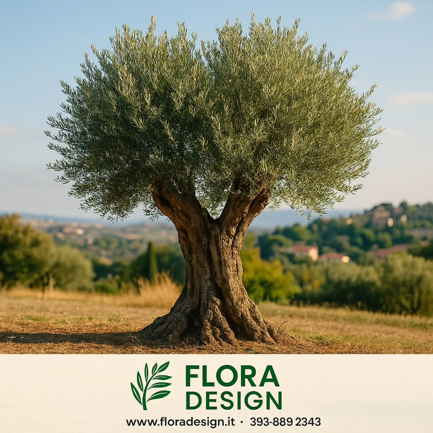 🫒 Sai perché l’ulivo è uno degli alberi più resistenti al mondo?
L’ulivo può vivere centinaia di anni e continua a produrre anche dopo secoli 🌿
Il segreto? Le sue radici profonde riescono a trovare acqua anche nei periodi più secchi 💧
Ecco 3 curiosità che pochi conoscono 👇
1️⃣ Resiste anche al freddo, se ben potato e concimato
2️⃣ Dopo una gelata, può rigenerarsi dal tronco
3️⃣ I rami nuovi crescono solo se riceve abbastanza luce
Curare un ulivo non è solo giardinaggio, è dare vita a una storia che continua nel tempo 🫒
📞 393 8892343
🌐 www.floradesign.it
📍 Roma Nord
#FloraDesign #Ulivo #CuriositàVerde #GiardinaggioRoma #RomaNord #AlberiRoma #CuraDelVerde #ManutenzioneGiardini #GiardinieriRoma #FloraDesignRoma #UliviSecolari