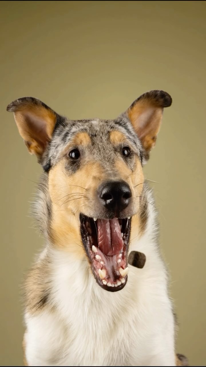 Een plaatje voor aan de muur! 🖼️
Naast dat een shoot met je hond een mooie herinnering is, zijn plaatjes als deze pas écht een tastbare herinnering in je huis ❤️
#dogphotography #nijmegen #hondenfotograaf #fotostudio