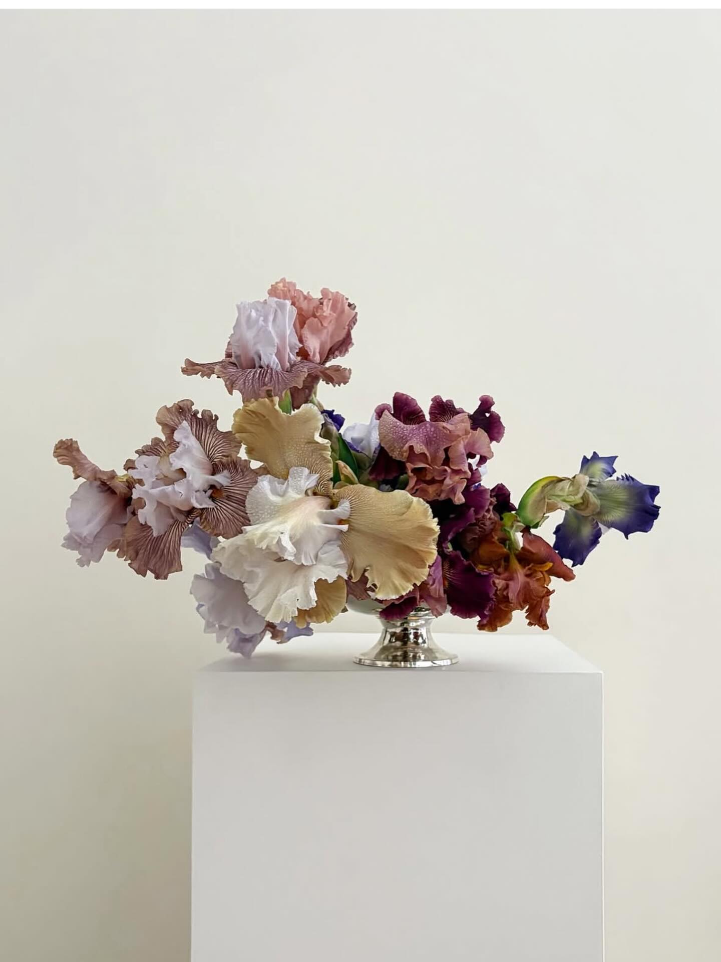 Bearded iris season 🙌… I have several in my garden and I wait patently for their gentle unfurling…
.
.
.
.
.
.
#flowers #weddingflowers #bridal #bridalbouquet #weddingflorist #contemporarybridal #modernwedding