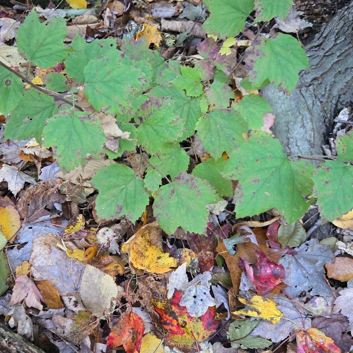 The many shades of maple leaf viburnum during autumn. #millerfarmpreserve #easthaddamlandtrust # mapleleafviburnum