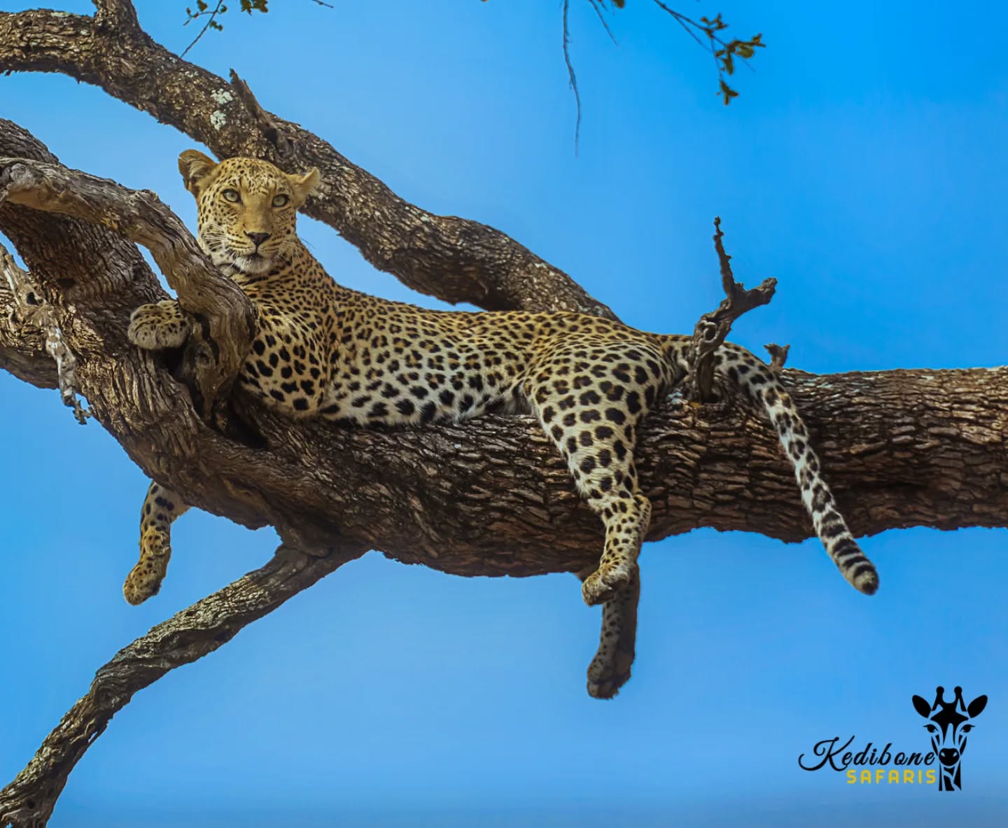 a Kruger sighting everyone wants to experience...the perfect leopard pose!
Follow:π
@kedibone_safaris
#leopard #bigcats #big5 #krugersafari #lazycat #naturewildlifephotography #specialmoments #kedibonesafarifamily #krugernationalpark
#bestsafaribyfar #gamedrives #wildlife #wildlifephotography #wildlifelovers #nature #natgeowild #besttimeever #wildographydudette #safariphoto #phalaborwaco #Africa #southafrica #girlpower #wedotourism #ilovesouthafrica
@krugernationalpark @phalaborwa.co.za @renataewaldwildlifephotography @meetsouthafrica