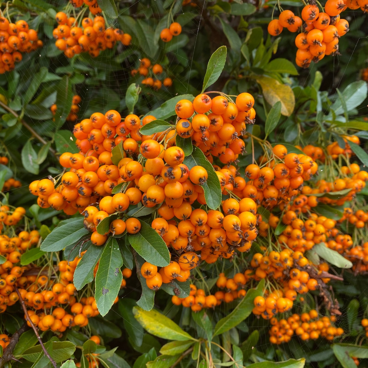 🔥 Plant of the Month: Pyracantha coccinea 🔥
I love using Pyracantha coccinea for its year-round structure and seasonal drama. Creamy spring flowers give way to bright orange-red berries that light up the garden through autumn and winter — and the glossy evergreen foliage keeps everything looking full and vibrant. Perfect for adding texture, colour, and even a little security to boundary planting. Loved by the birds too! 🌿✨
#plantofthemonth #pyracanthacoccinea #gardendesign #seasonalinterest #autumncolours #wintergarden #landscapedesigner #gardeninspiration