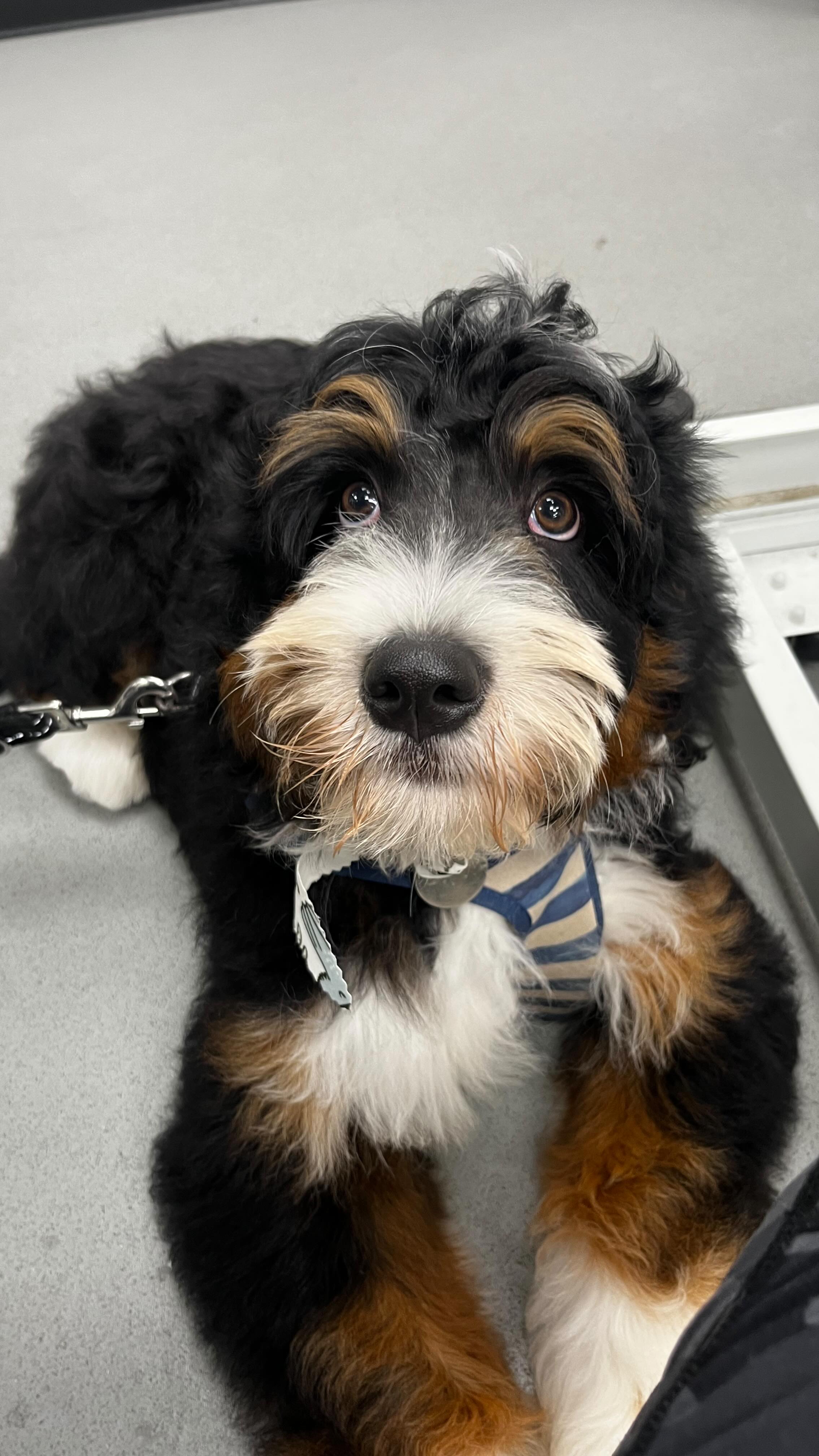 10% Off a Full Groom @ Scruffy Dogs
Until end of November 2025
Call 02922 802555
Or scruffydogs.net
47c Cardiff Road, just off Llandaff High Street
#cardiff #cardiffdogs #dogsofcardiff #scruffydogs #PuppygroomCardiff #puppiesofcardiff #dogsofpontcanna #pontcanna #doggroomingcardiff #dogsofllandaff #dognailclippingcardiff #dogsofllandaffnorth #dogsofllandaff #llandaff #llandaffnorth #whitchurch#dogsofwhitchurch #dogsofrhiwbina #dogwalkingcardiff #cardiffwales #cardiffdog #southwalesdogs #dogharnesscardiff #dogdryrobecardiff #dogjumpercardiff